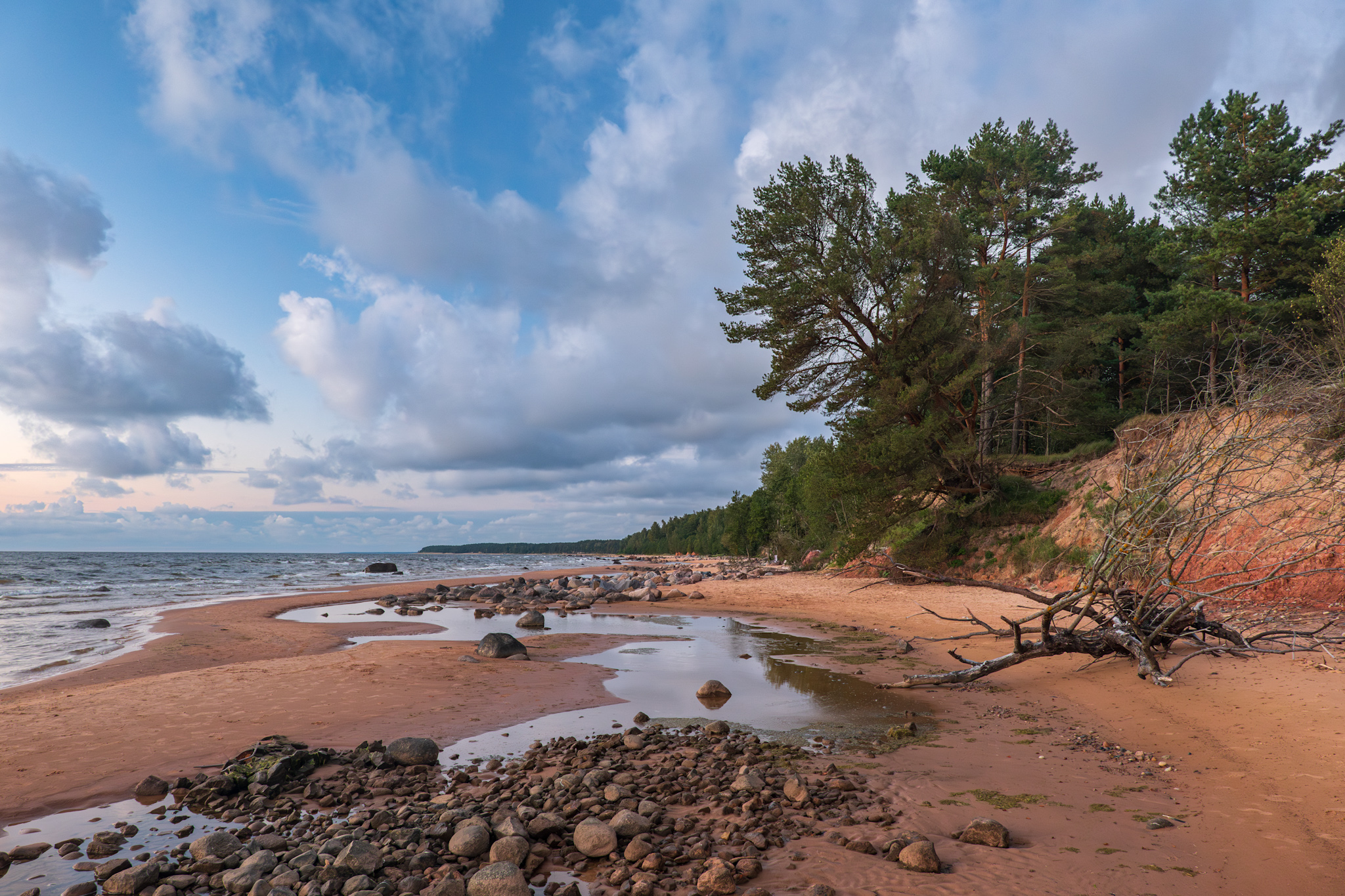 туя, tuja, evening, sea, Nikolay Gordon