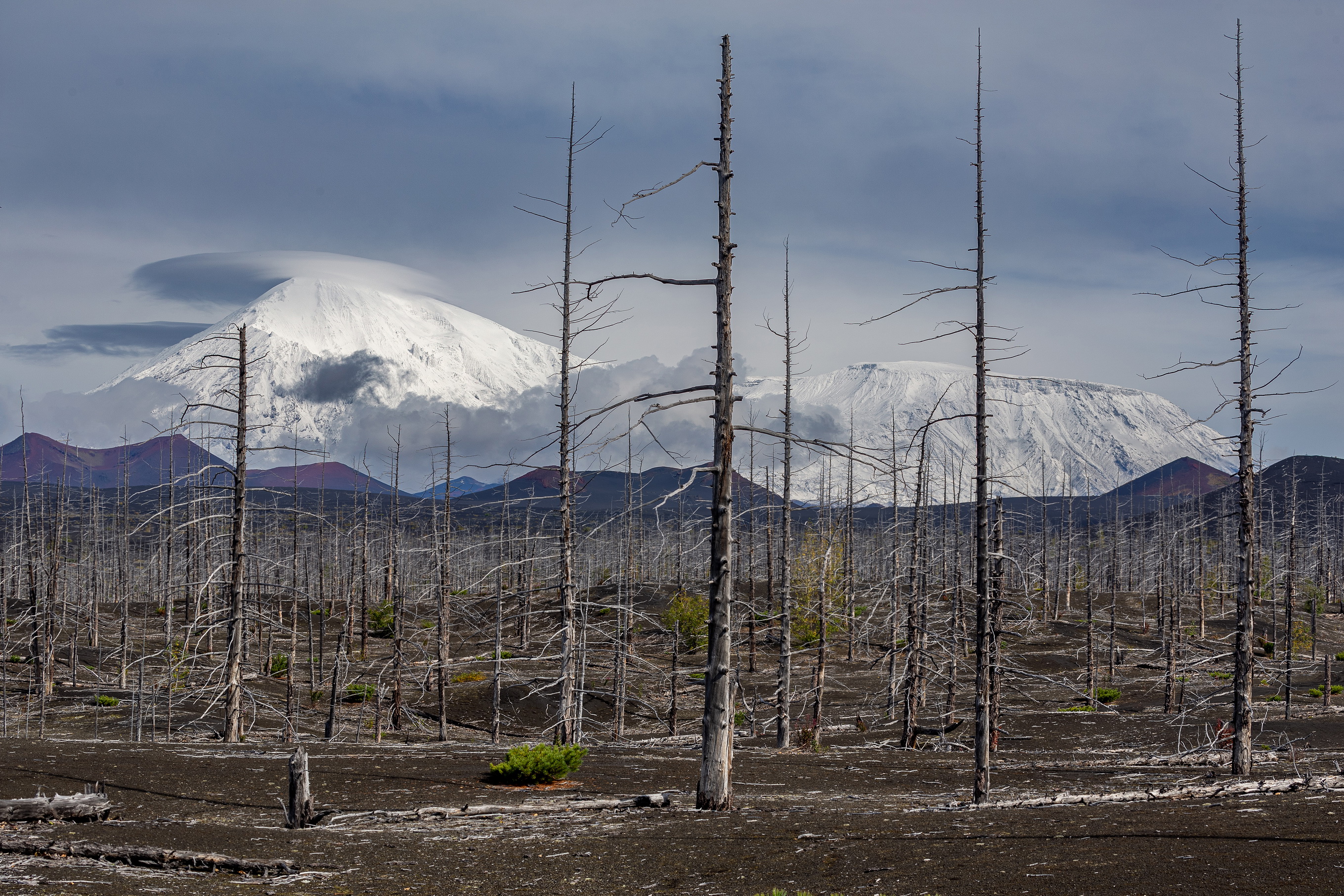 russia, kamchtka, forest, volcano, россия, камчатка, вулкан, Михаил Конарев