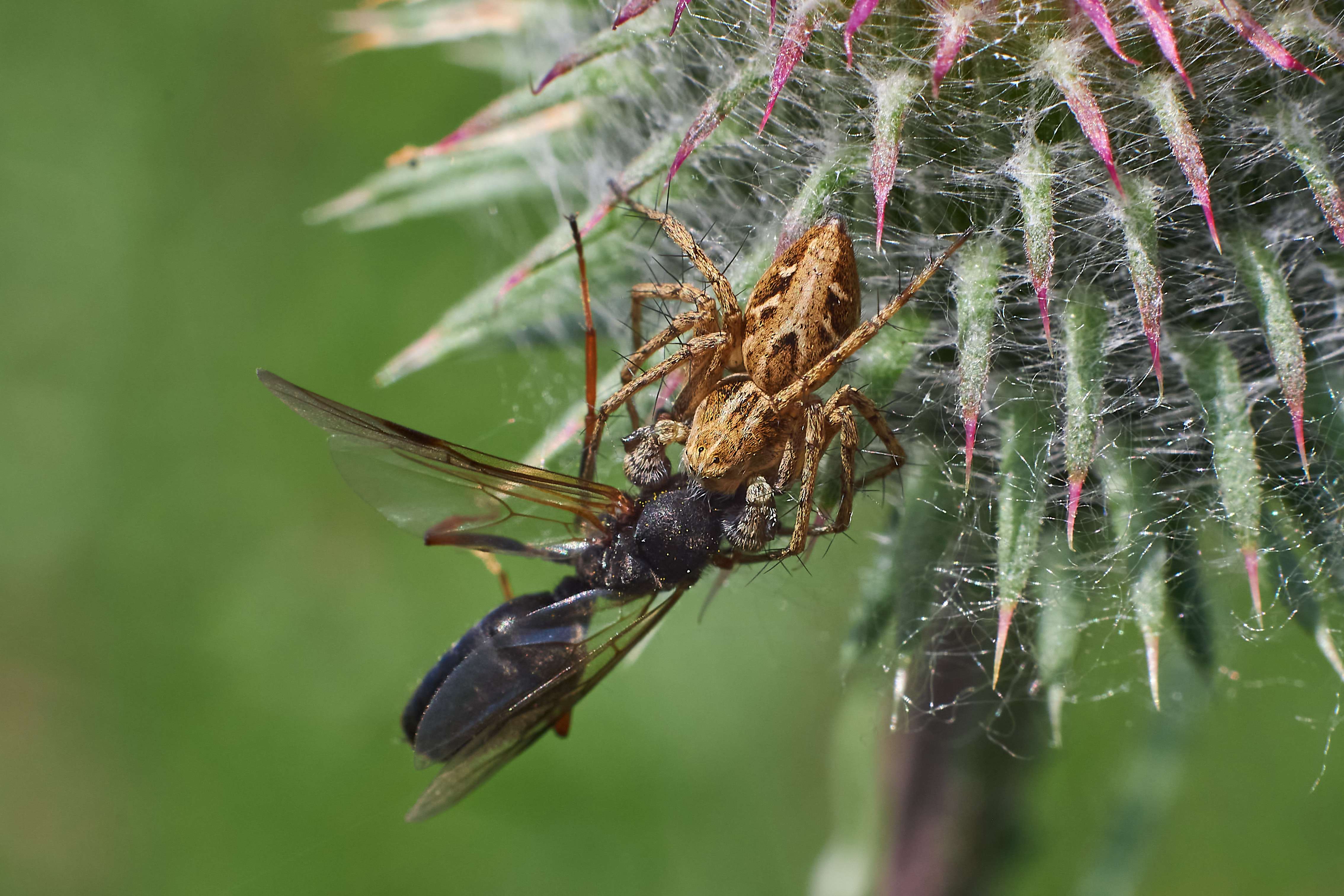 spider, volgograd, russia, wildlife, , Павел Сторчилов