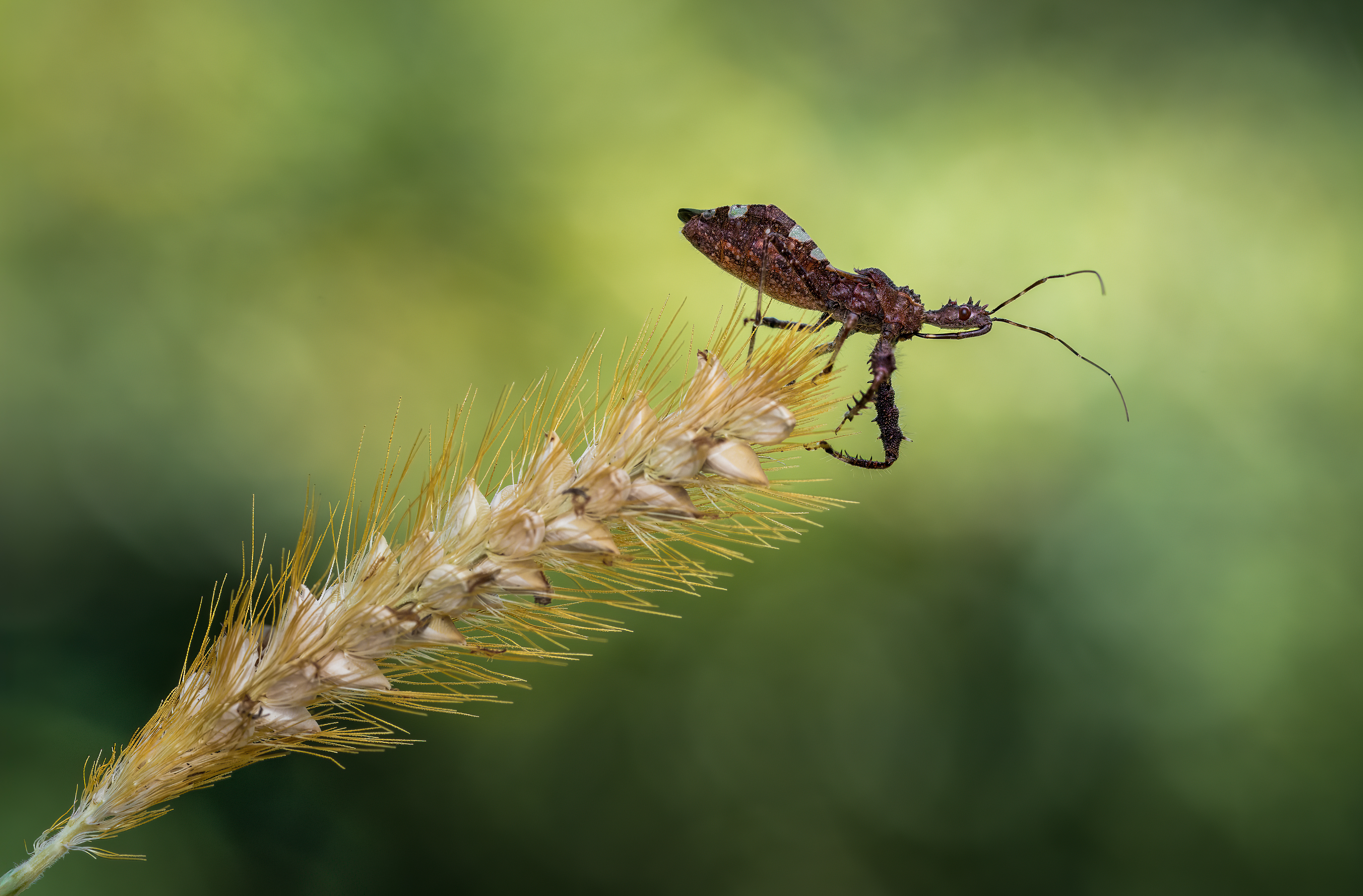 beetle, insect, fall, autumn, stink bug, macro, leaves, season, seasons, camouflage, camouflaged,, Atul Saluja