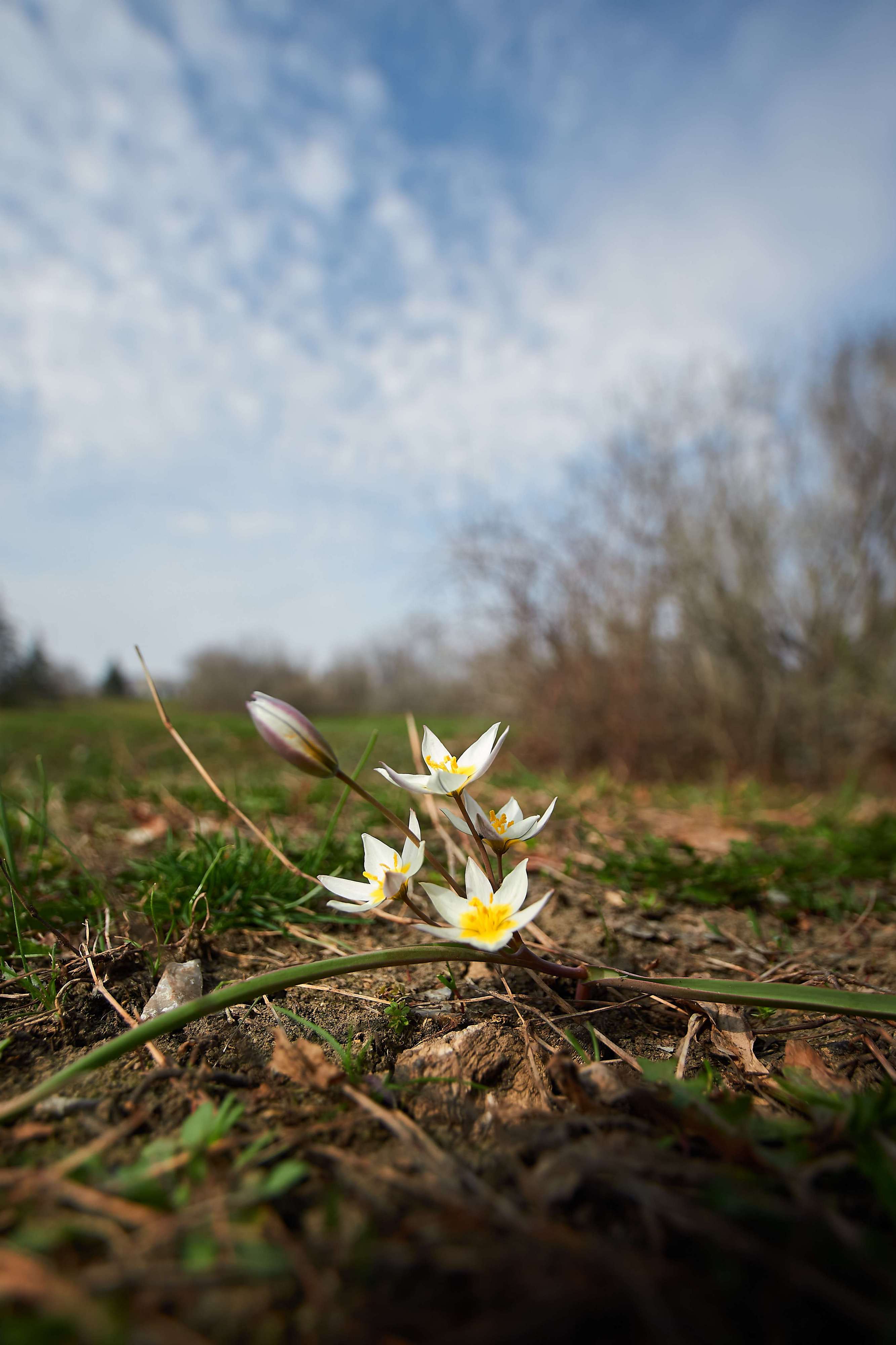 macro, volgograd, russia, flower,, Павел Сторчилов