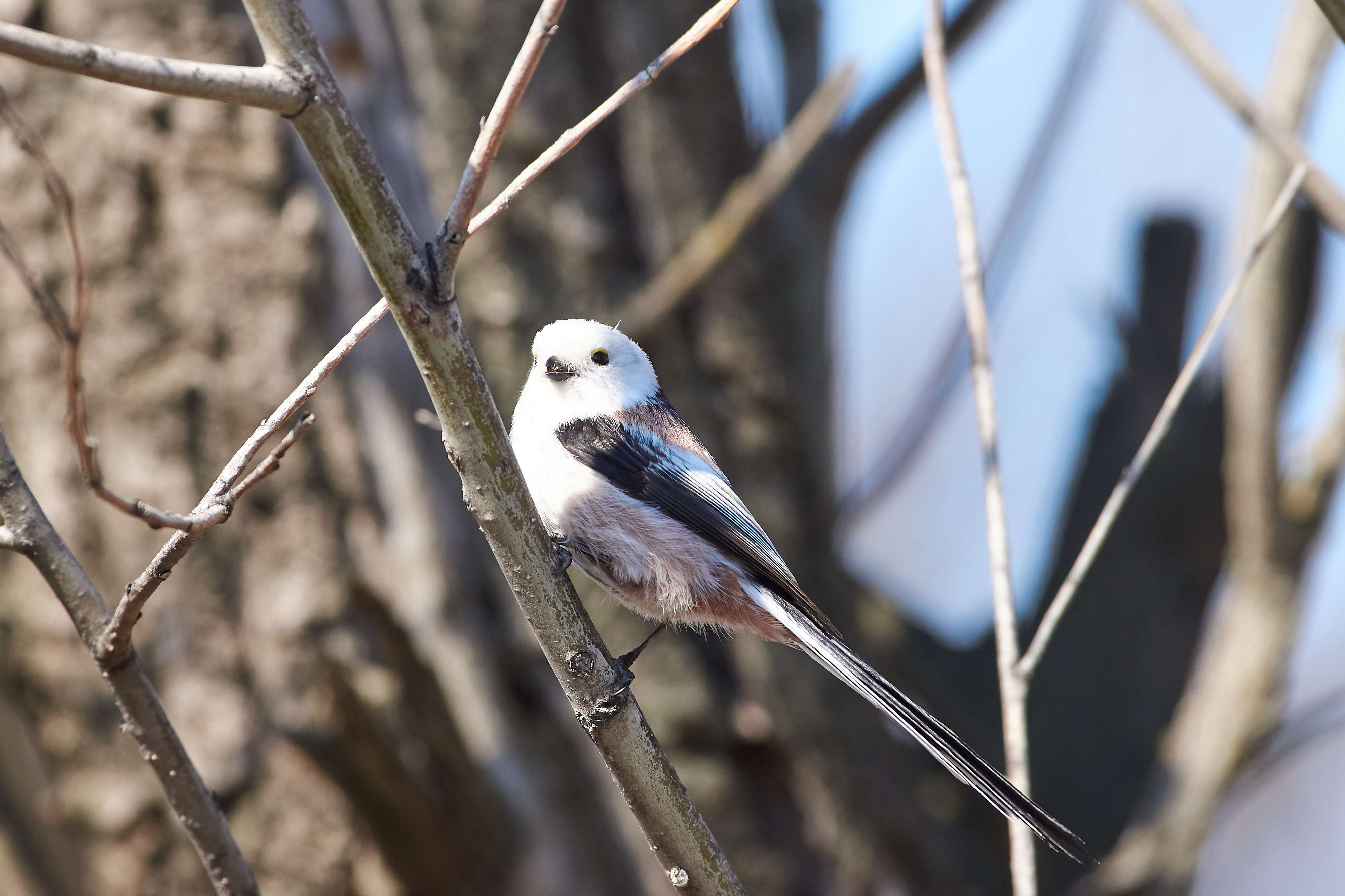 bird, birds, volgograd, russia, wildlife, , Павел Сторчилов