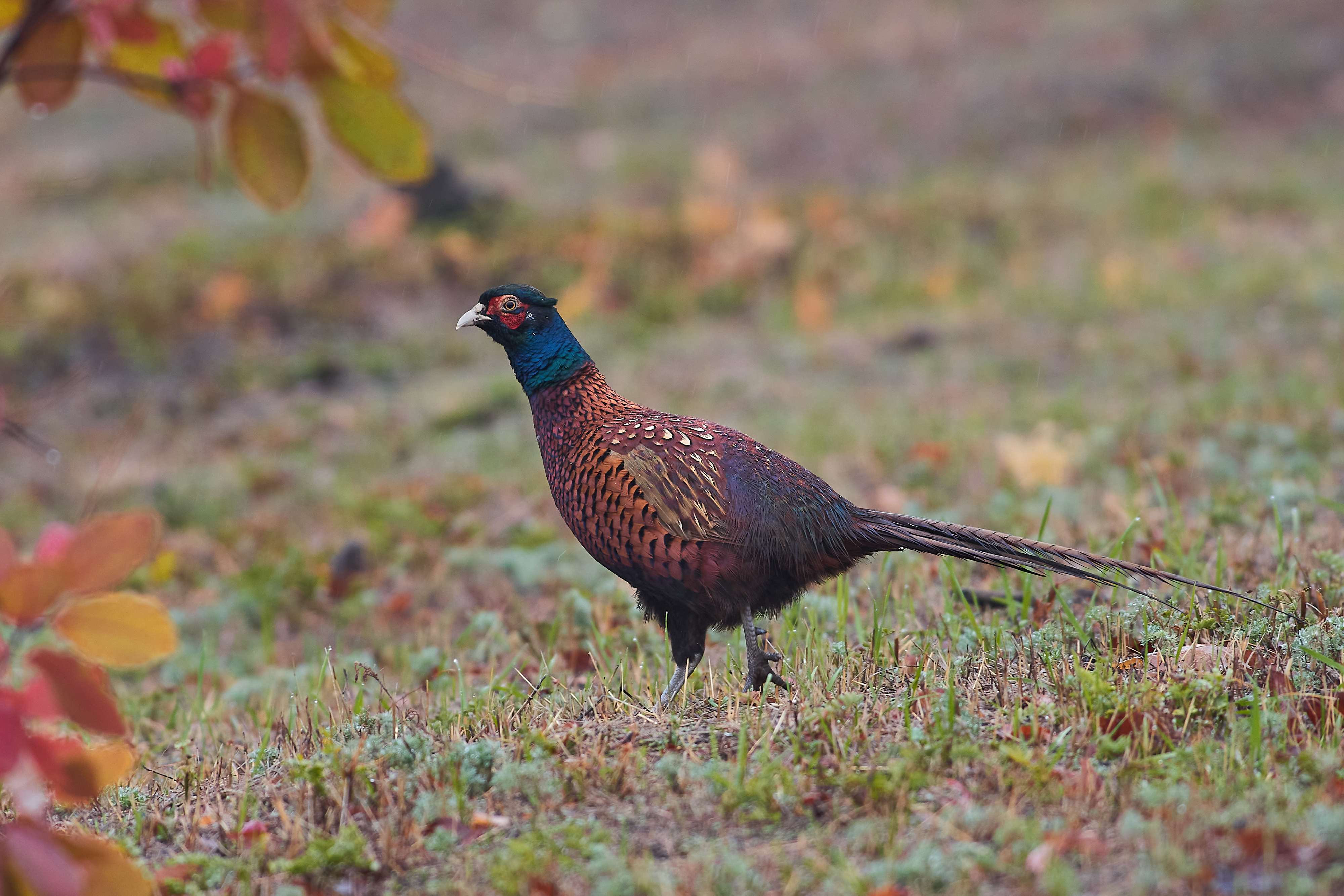 bird, birds, volgograd, russia, wildlife, , Павел Сторчилов