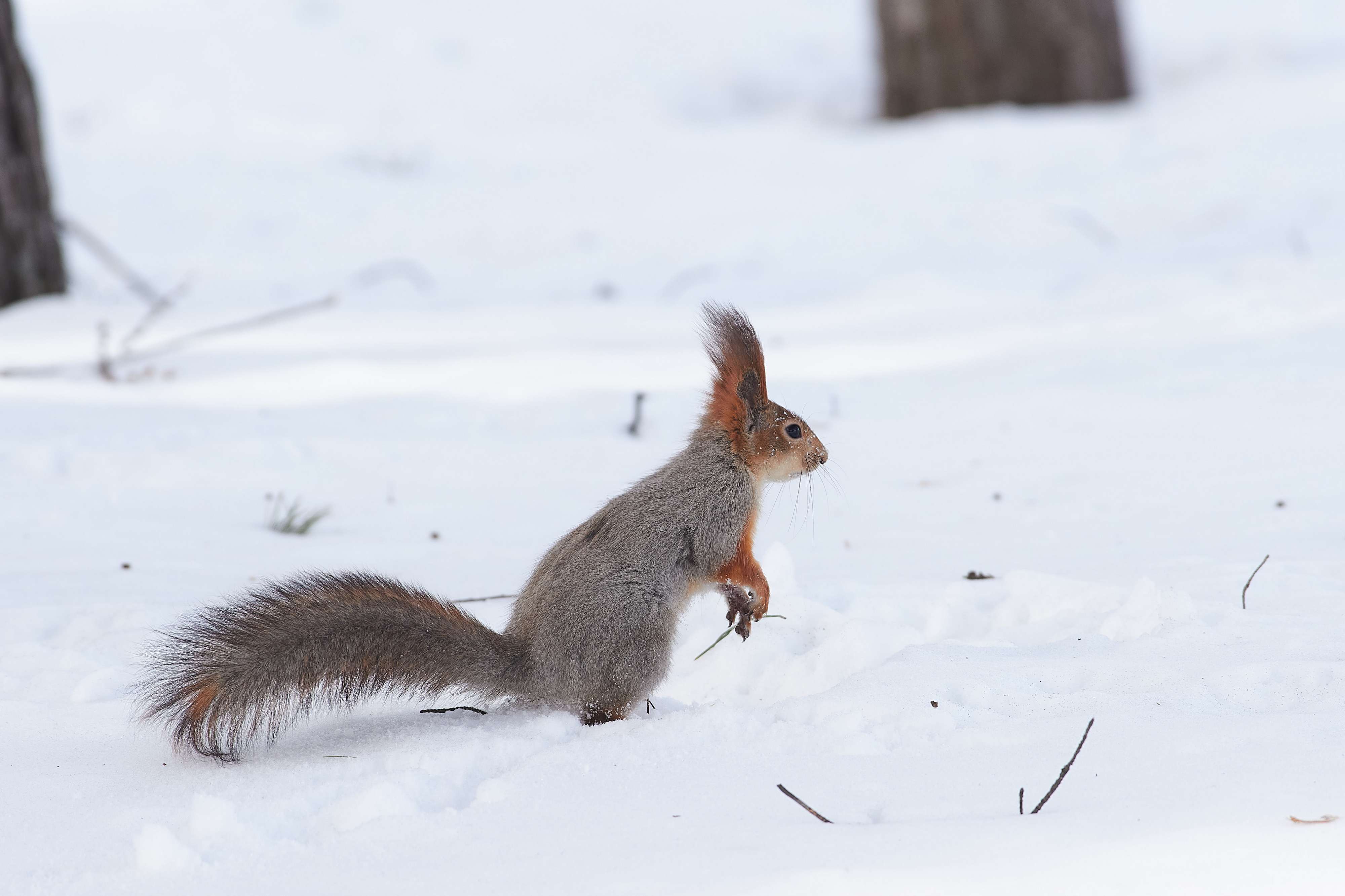 squirrel, volgograd, russia, , Павел Сторчилов