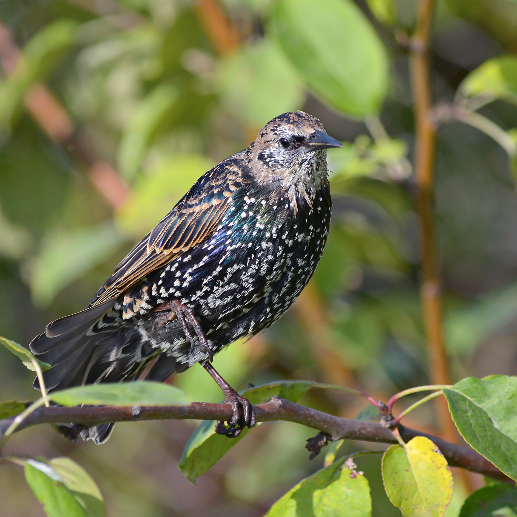 скворец, обыкновенный скворец, sturnus vulgaris, КарОл