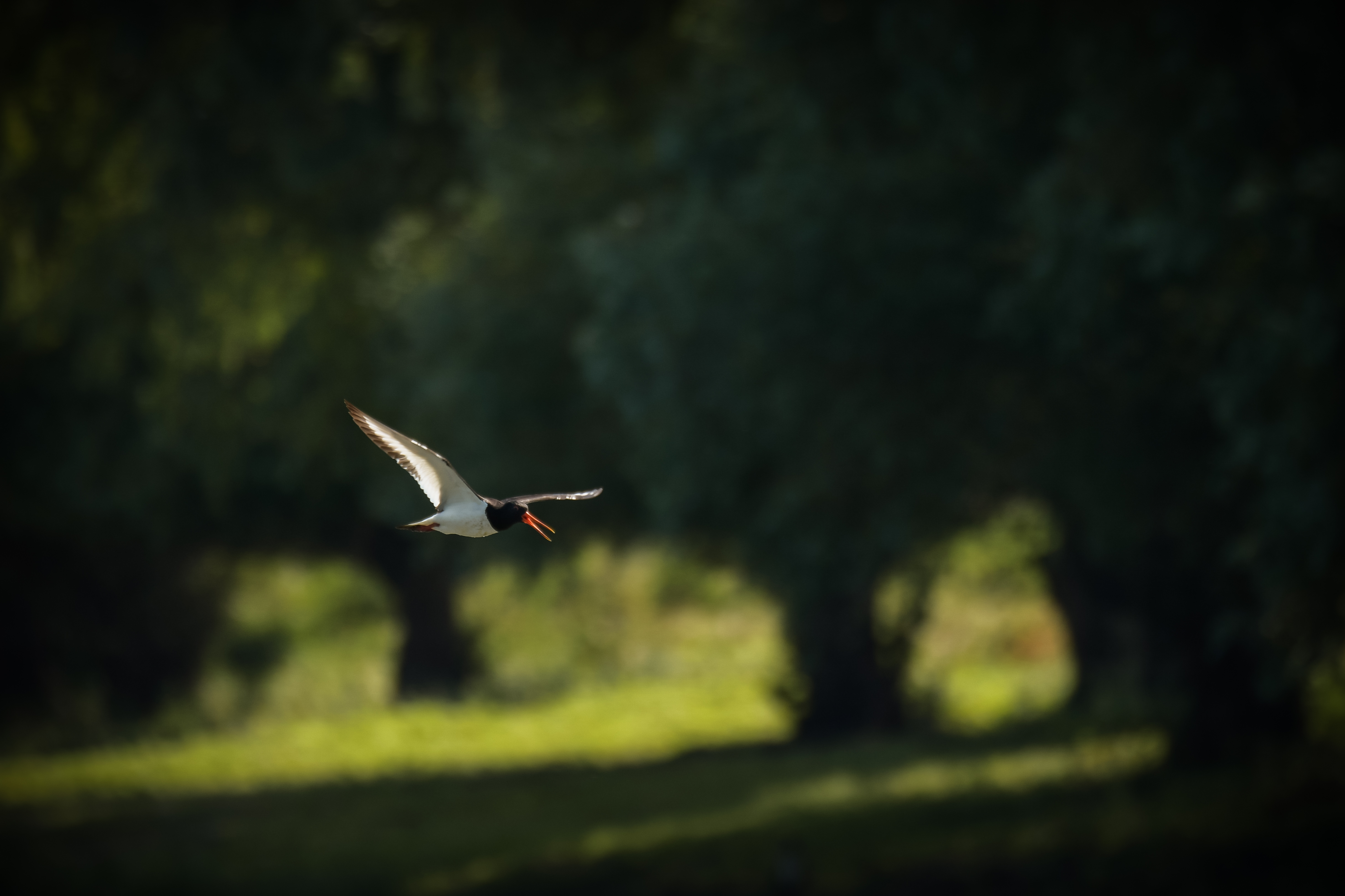 Кулик-сорока, ивы, Haematopus ostralegus, Соварцева Ксения