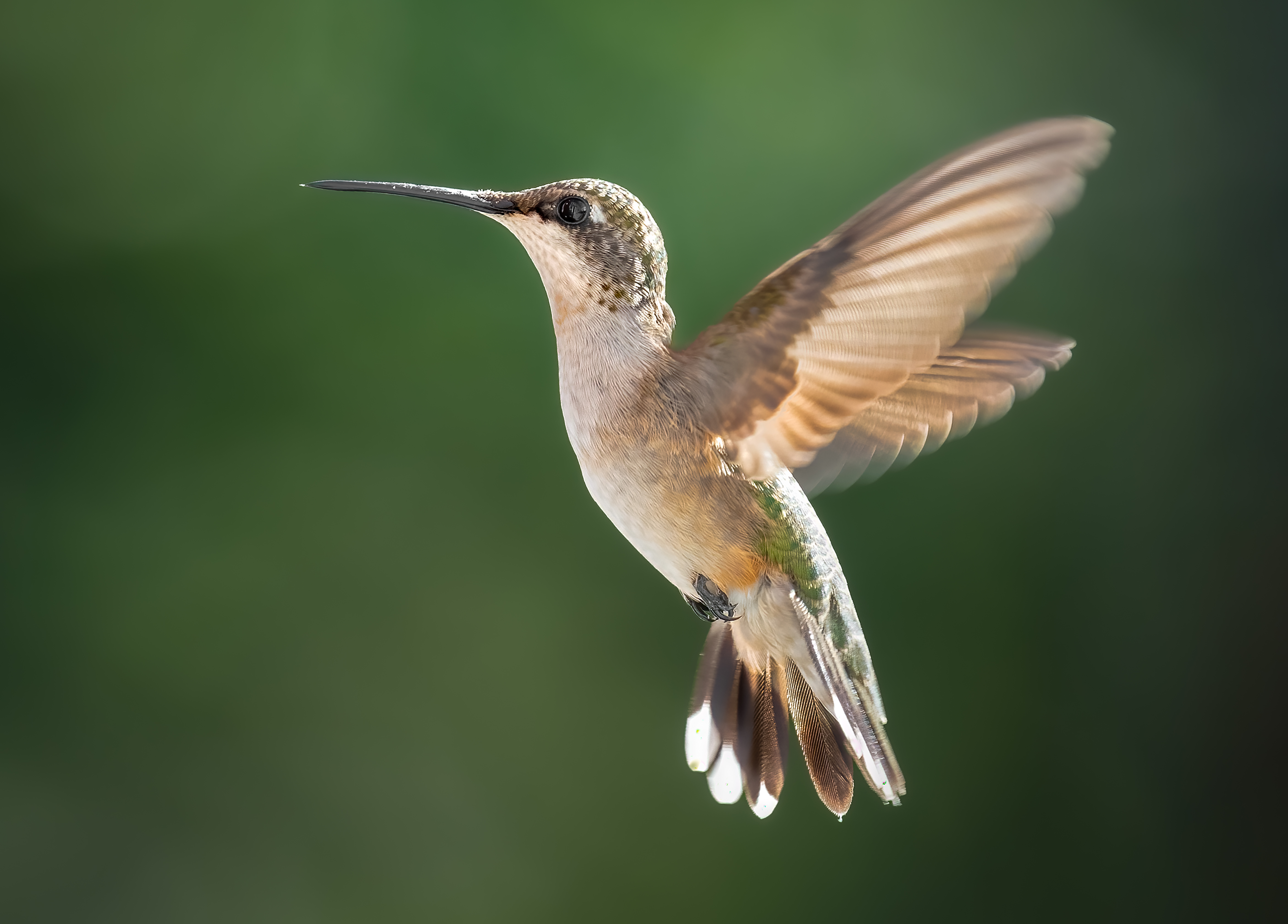 bird, humming, hummingbird, hummingbirds, hummer, rufous, nature, animals, wild, action, dynamic, Atul Saluja