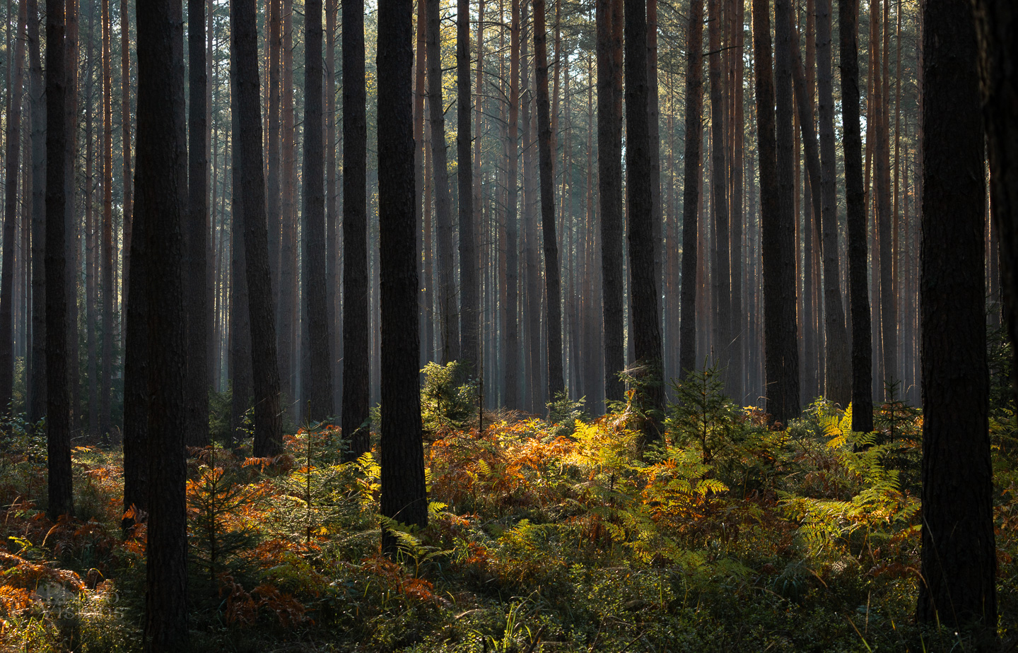 forest,woods,woodland,trees,pine forest,autumn,autumnal,, Photo Visions