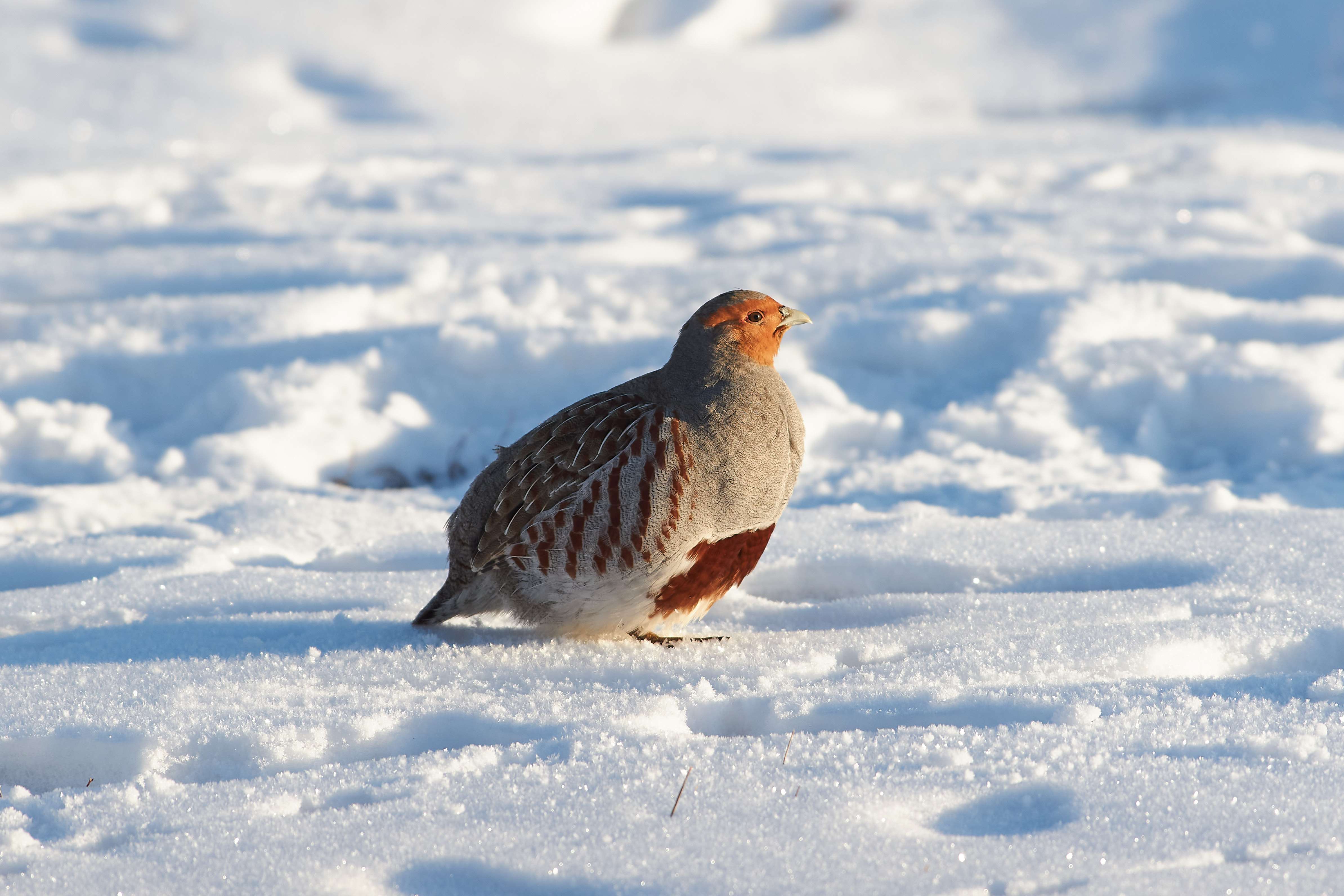 bird, birds, volgograd, russia, wildlife, , Павел Сторчилов