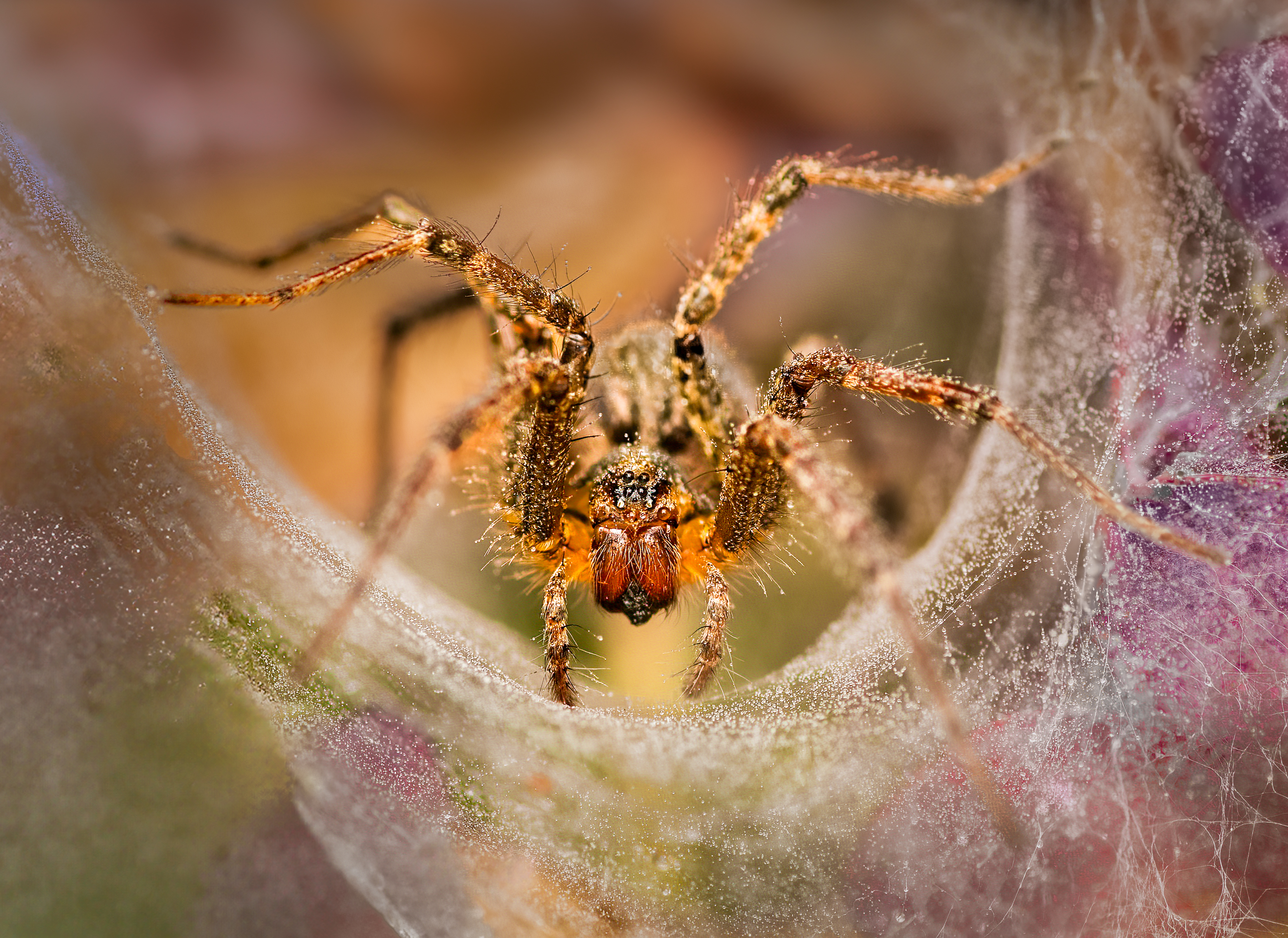 spider, animal, wild, insect, arachnid, leaf, macro,, Atul Saluja