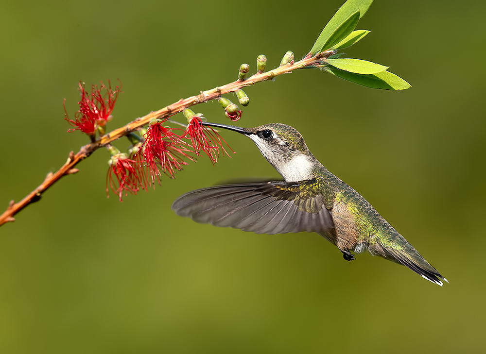 колибри,ruby-throated hummingbird, hummingbird, Etkind Elizabeth