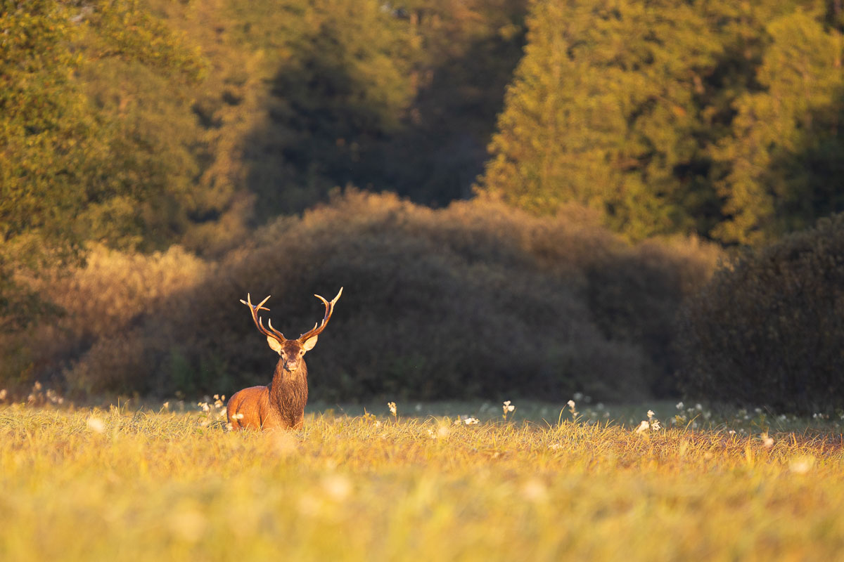 las,przyroda,natura,fauna,jeleń,puszcza białowieska,podlasie,polana,łąka,trawy, Zakrzewski Marcin