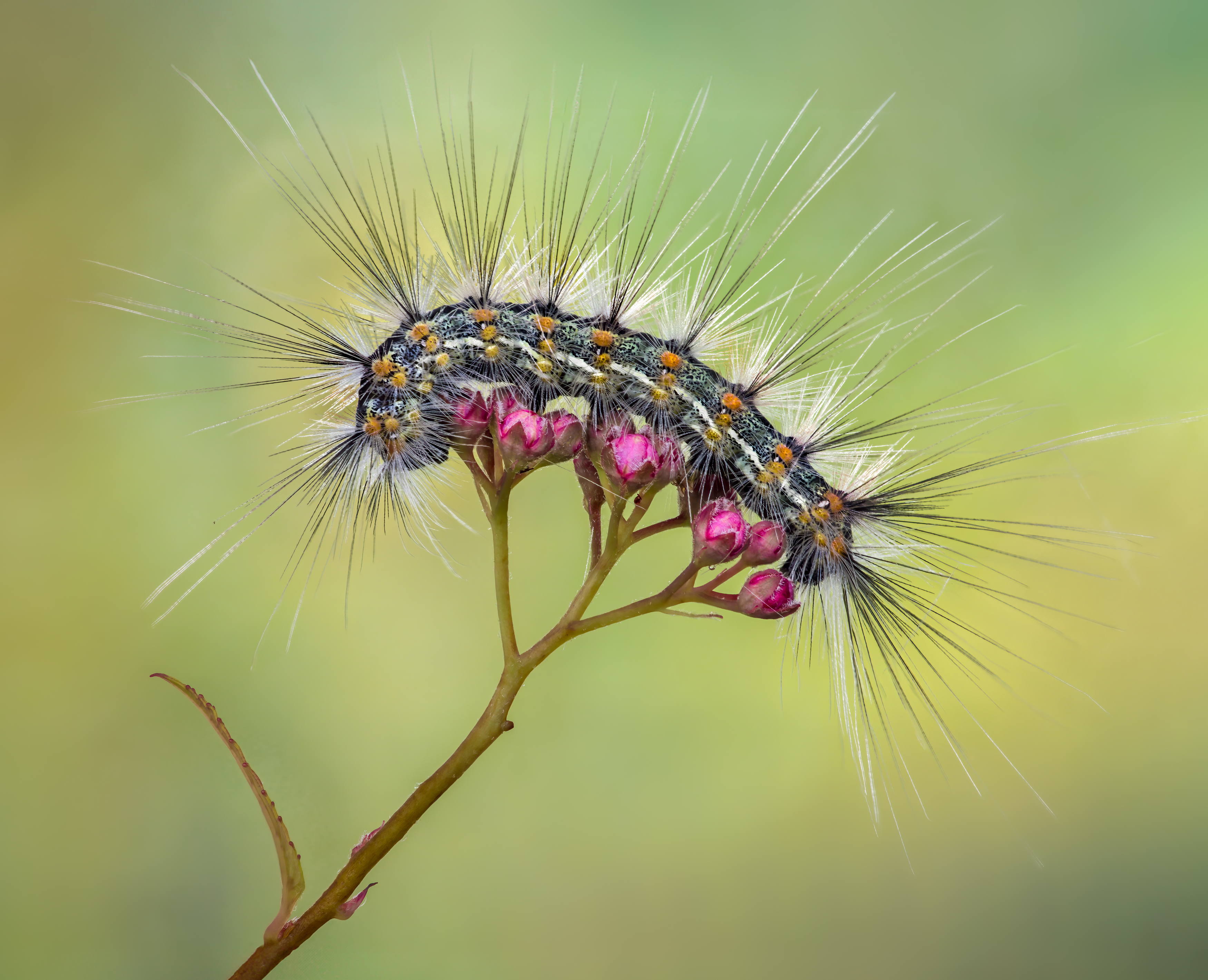 worm, caterpillar, silkworm, leaf, summer, nature, green, macro,, Atul Saluja