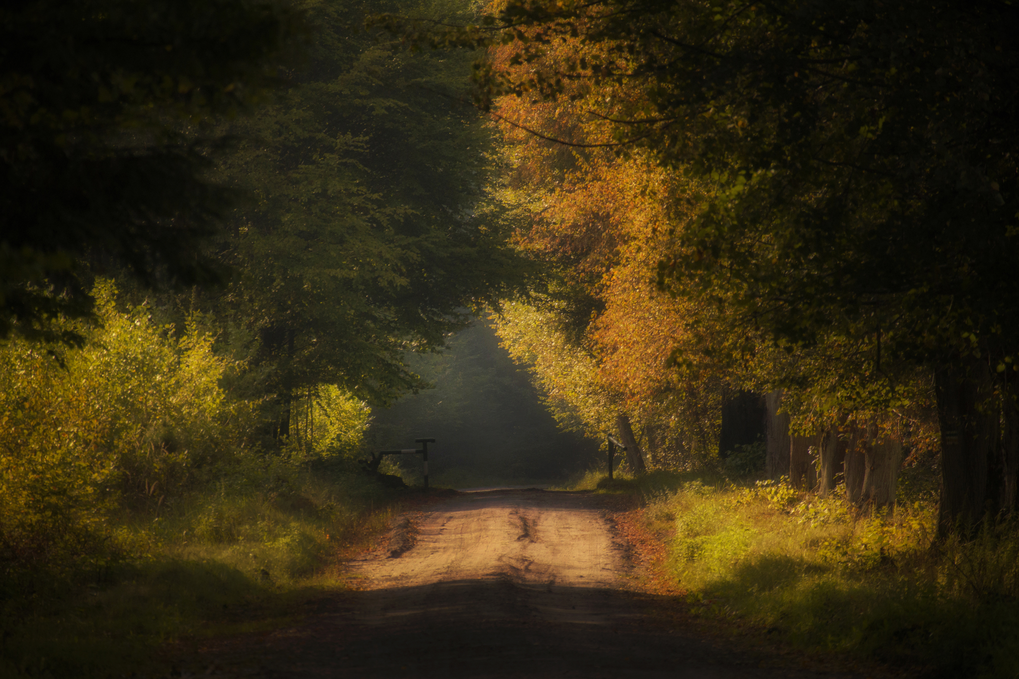 Horizontal, Tree, Photography, Forest, Tranquility, Day, Nature, Autumn, Plant, Road, Pionki, Kozienice, Landscape, Damian Cyfka