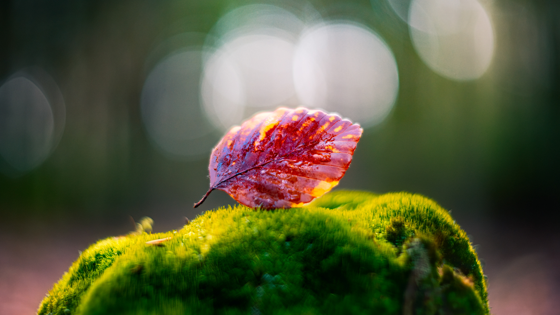 leaf, nature, bokeh, biotar, artisan, Wojciech Grzanka