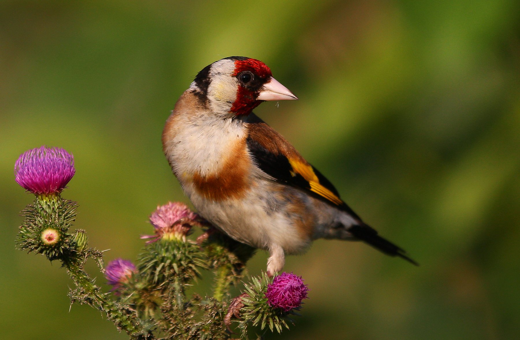 #birds, #fauna, #goldfinch, #nature, #wildlife, #природа, #птицы, #фауна, #щегол, Константин Слободчук