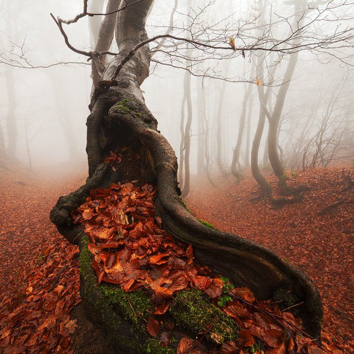 Ancient, Autumn, Beech, Fall, Fog, Foliage, Forest, Leaves, Mist, Old, Tree, Trunks, Martin Rak