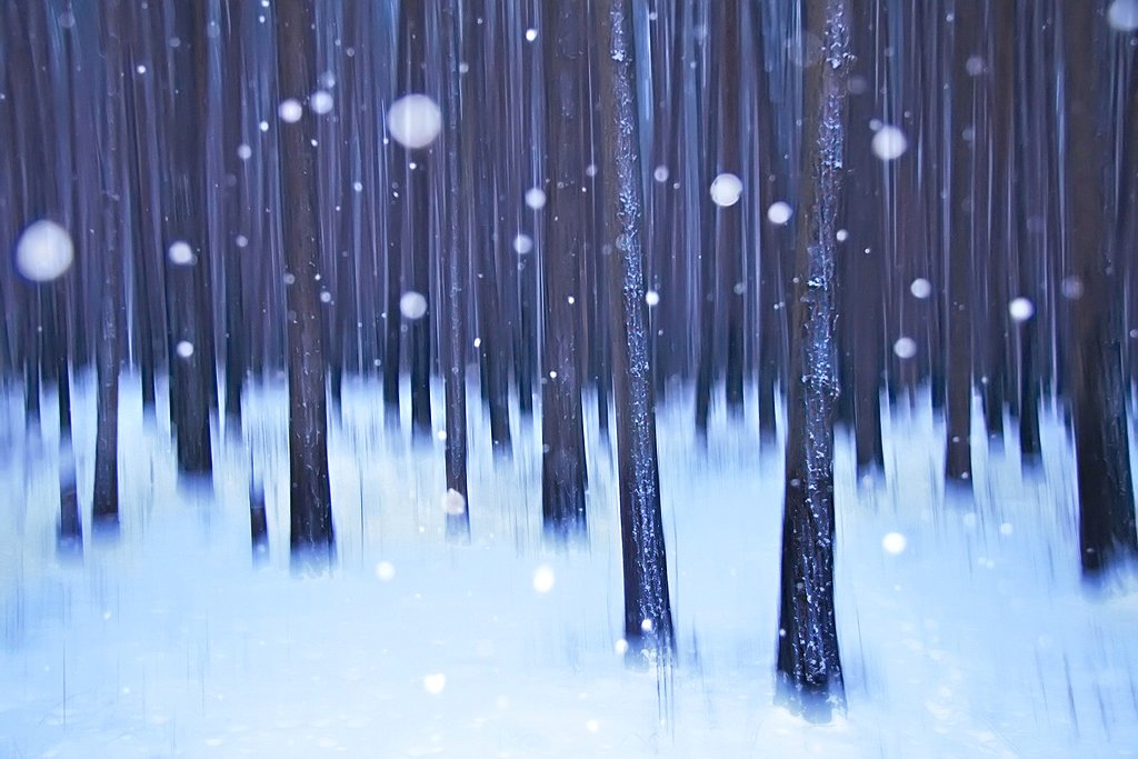зима, вечер, сосны, лес, деревья, снег, снежинки, импрессионизм, абстракция, длинная выдержка, россия, Алексей Королев