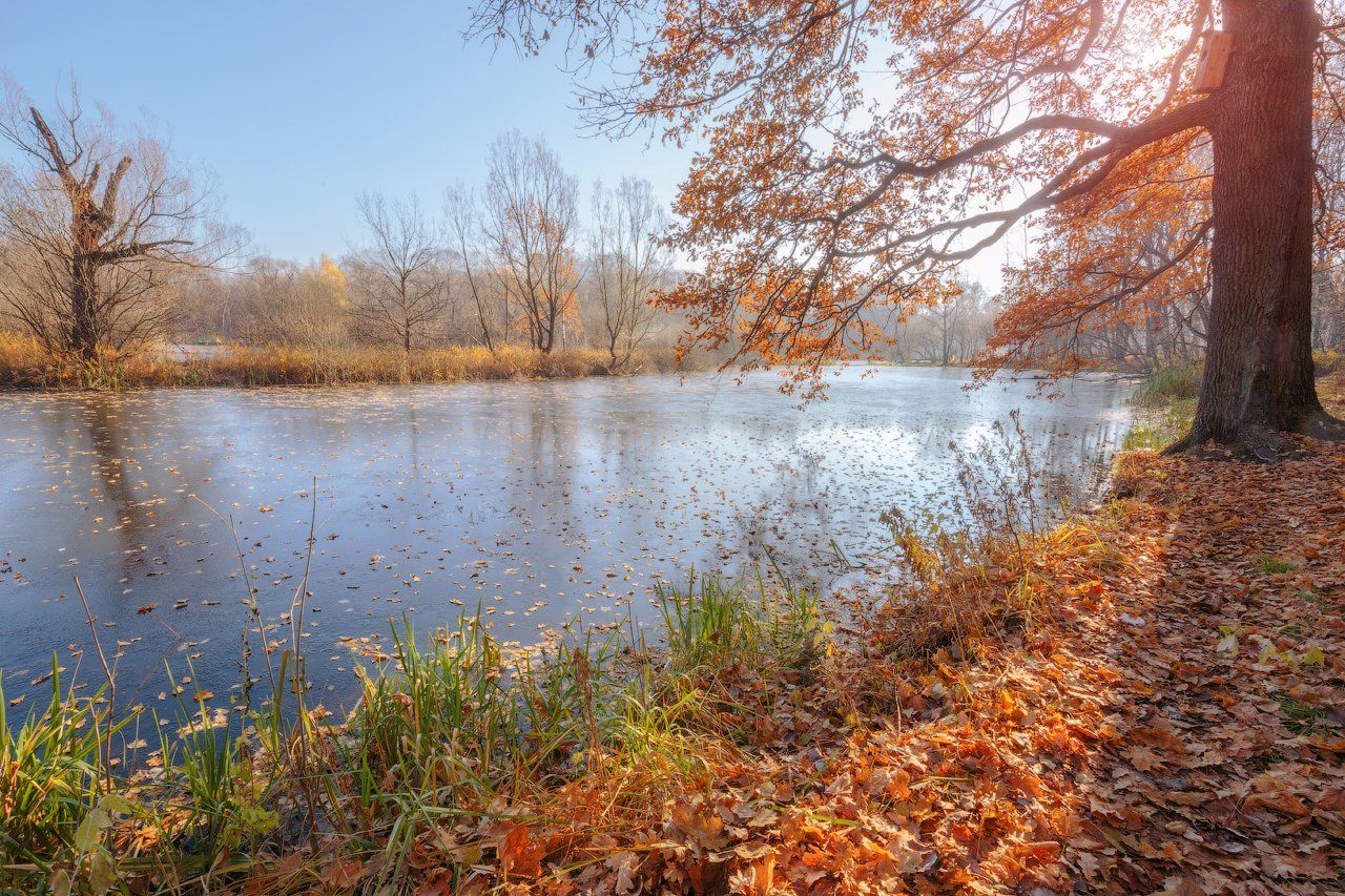 золотая, краски, лёд, опавшие листья, осень, пруд, Виктор Климкин