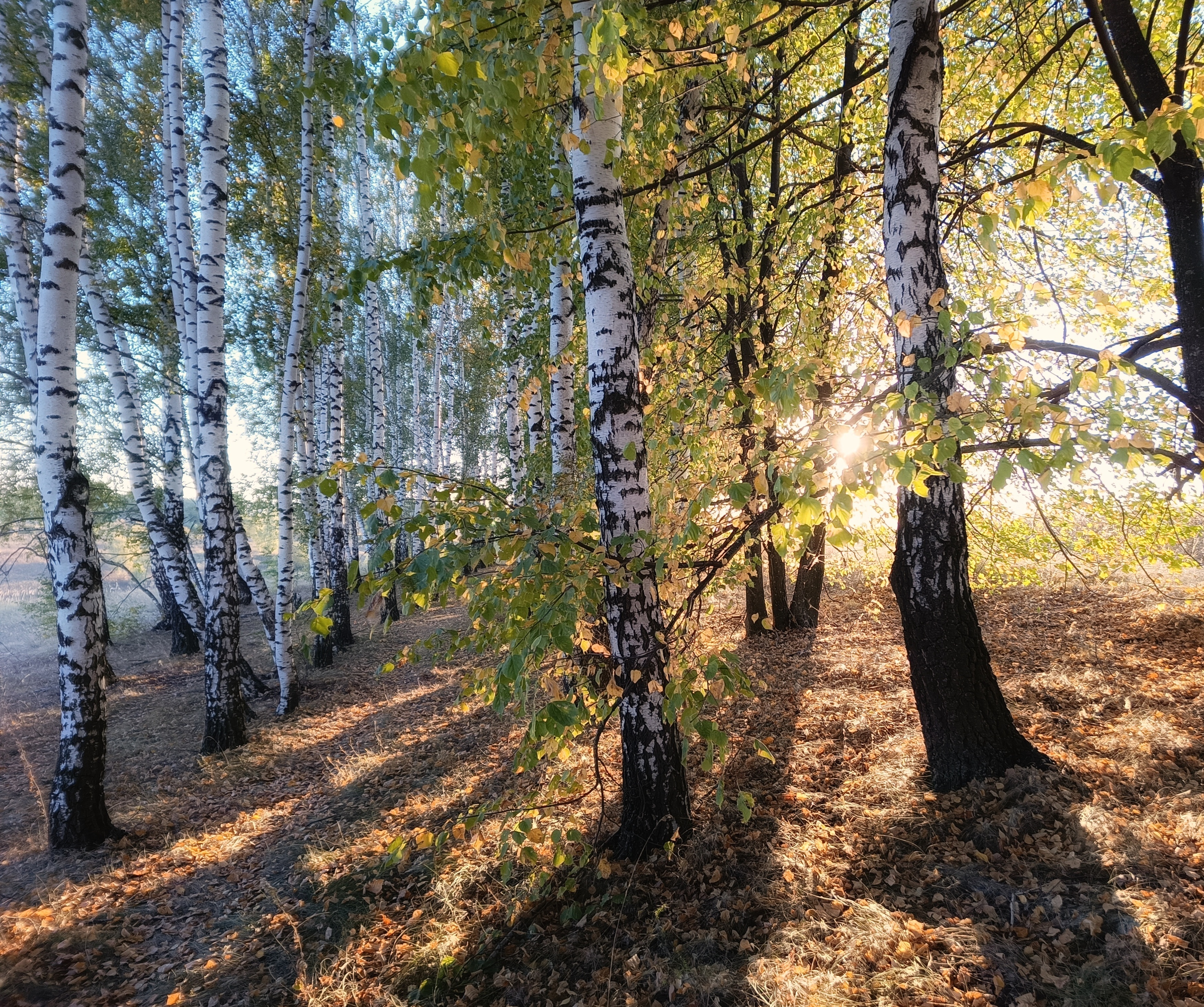 , Кондрашова Светлана