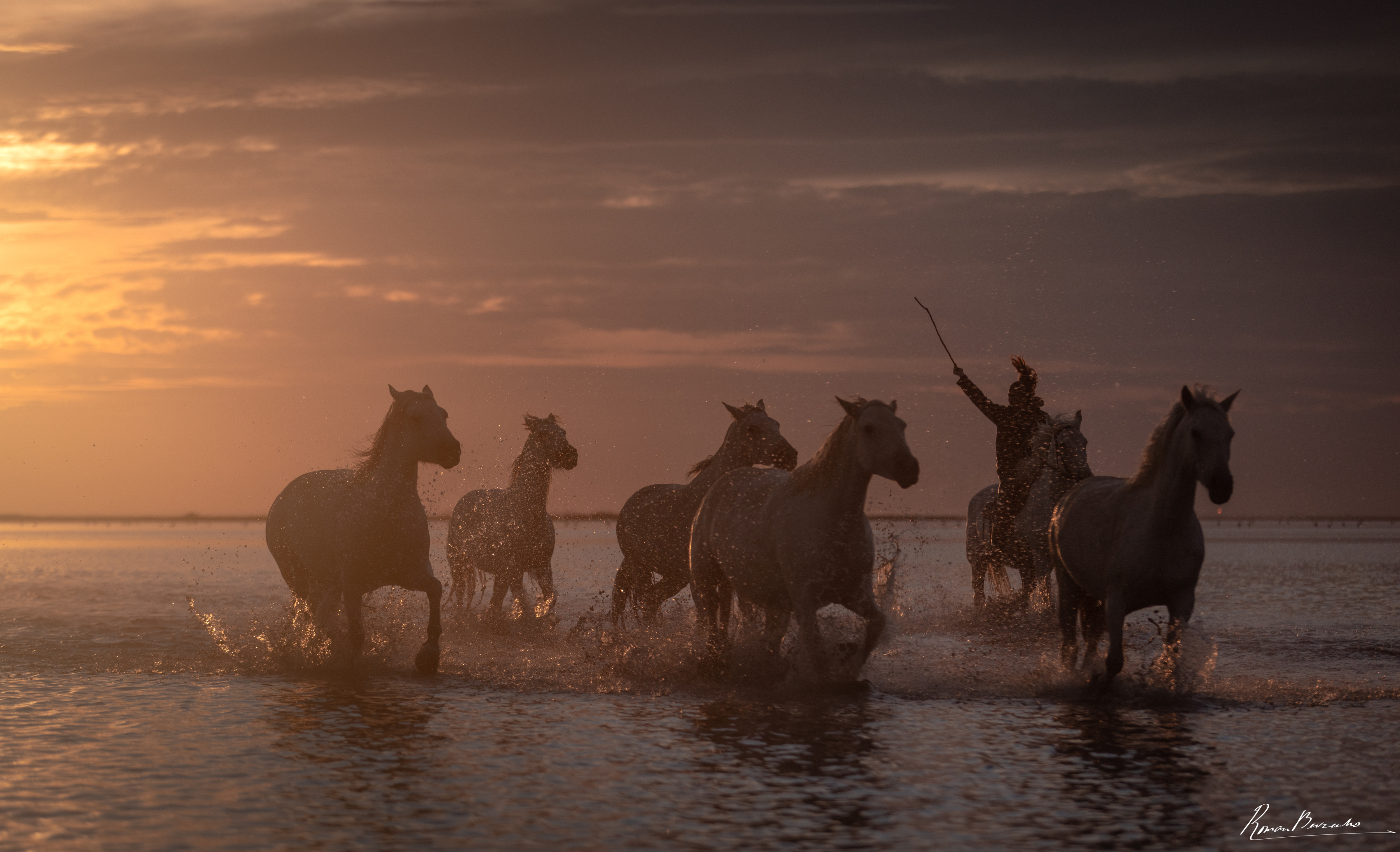 camargue, horse, horses, france, landscape, Bevzenko Roman