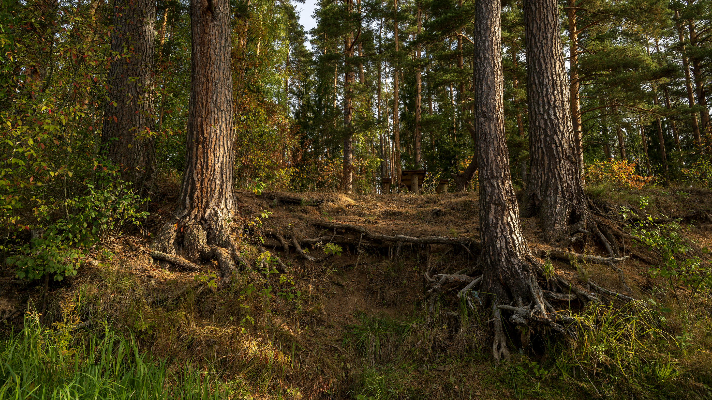 forest, tree, nature, landscape, morning, sunlight, Андрей Козлов