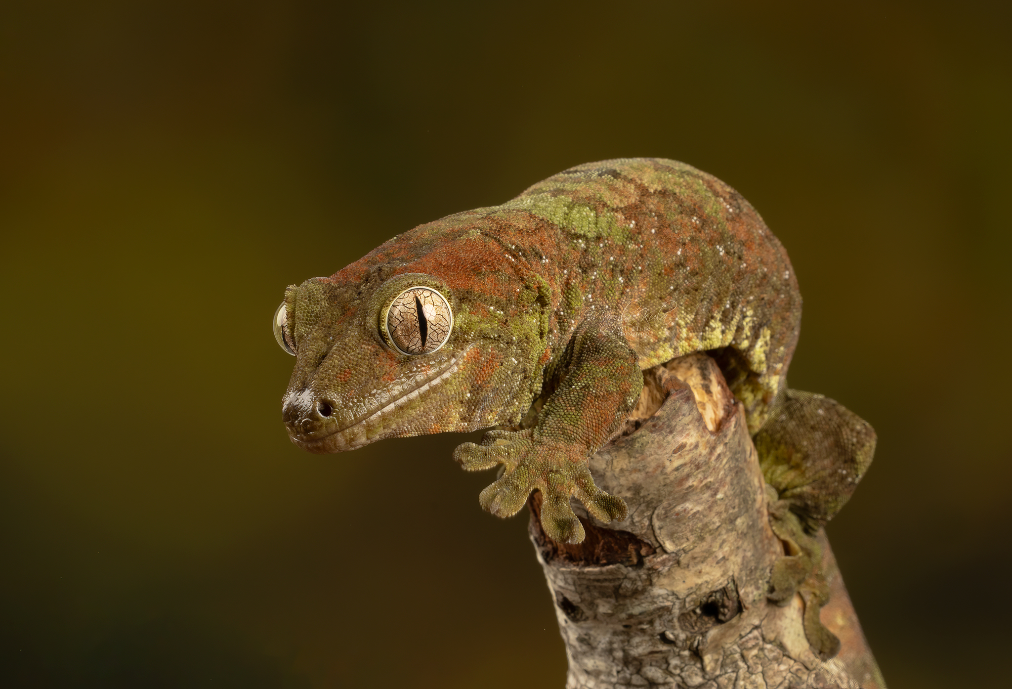 chahoua gecko, gecko, reptiles, close up, animals, nature, canon, MARIA KULA