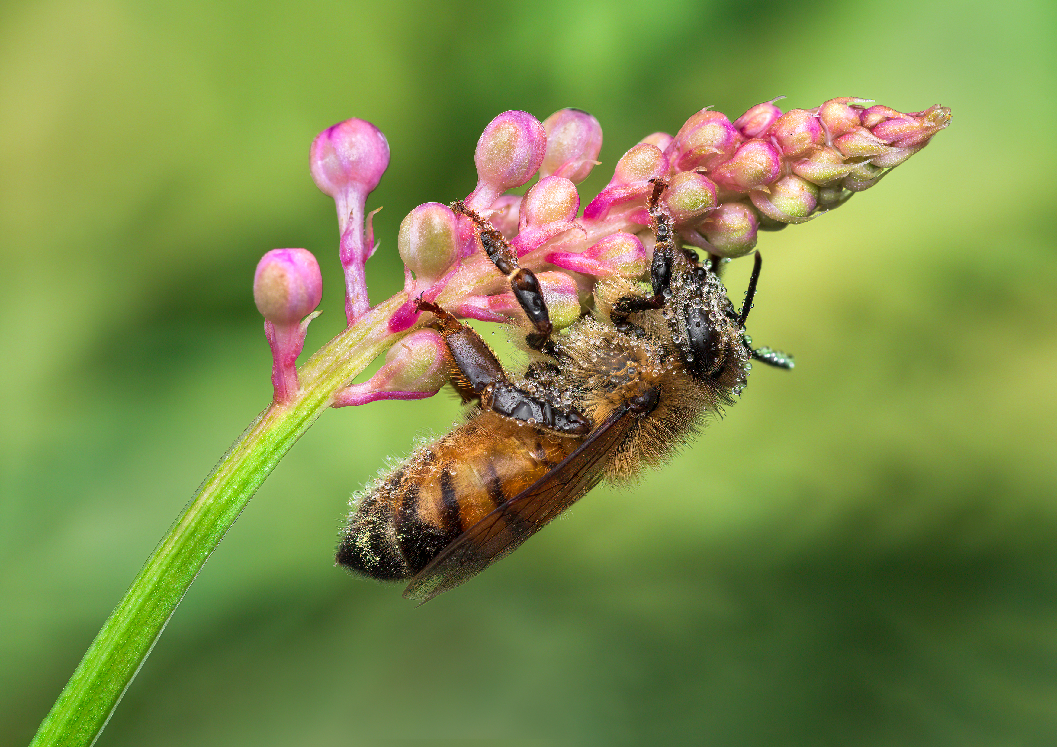 bee, honeybee, flower, dew, morning, bumblebee, insect, fall, autumn, stink bug, macro, leaves, season, seasons, camouflage, camouflaged, flower, floral, pink, Atul Saluja