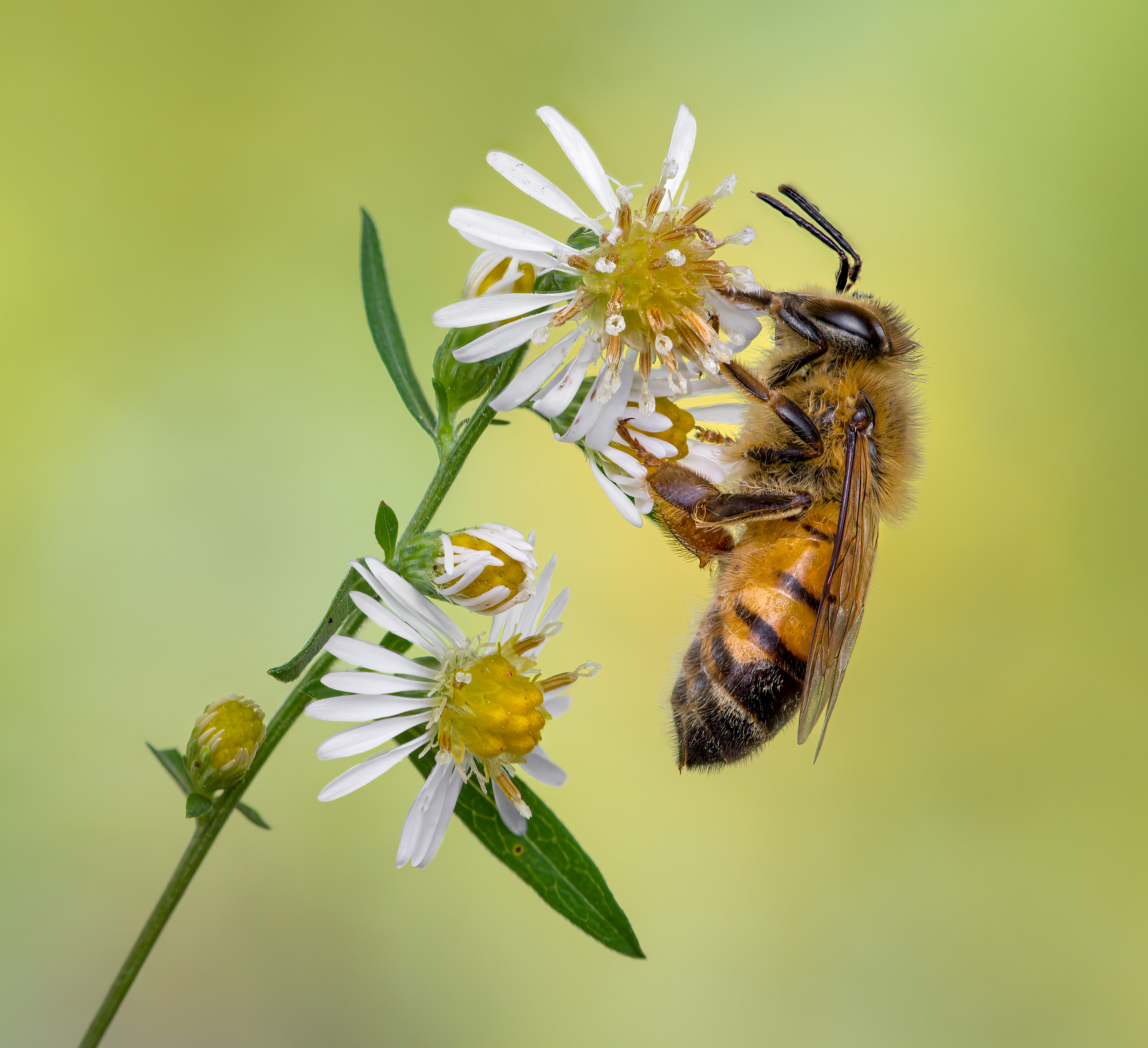 bee, honeybee, honey, bumblebee, insect, fall, autumn, stink bug, macro, leaves, season, seasons, camouflage, camouflaged, flower, floral, pink, Atul Saluja