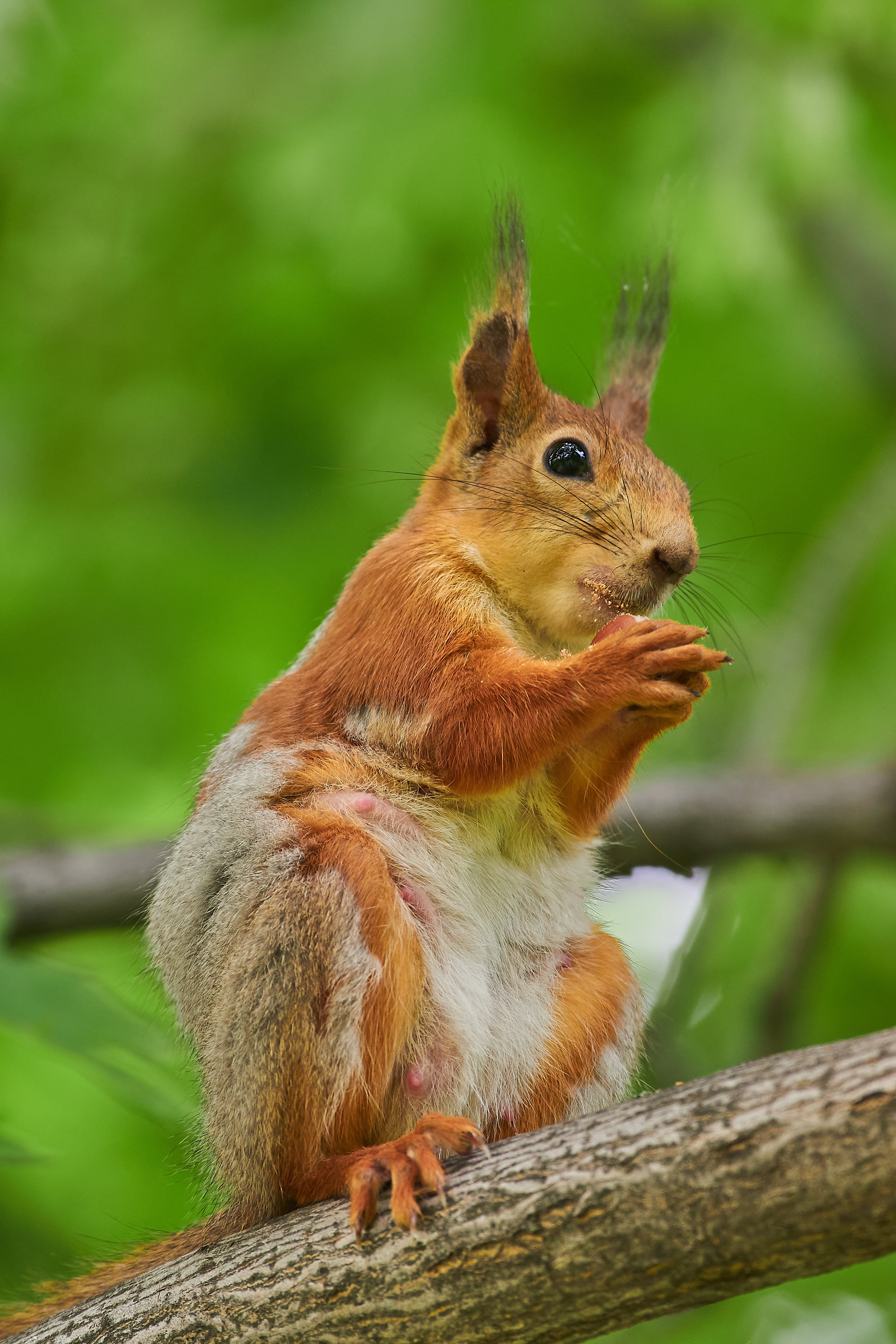 squirrel, volgograd, russia, , Павел Сторчилов