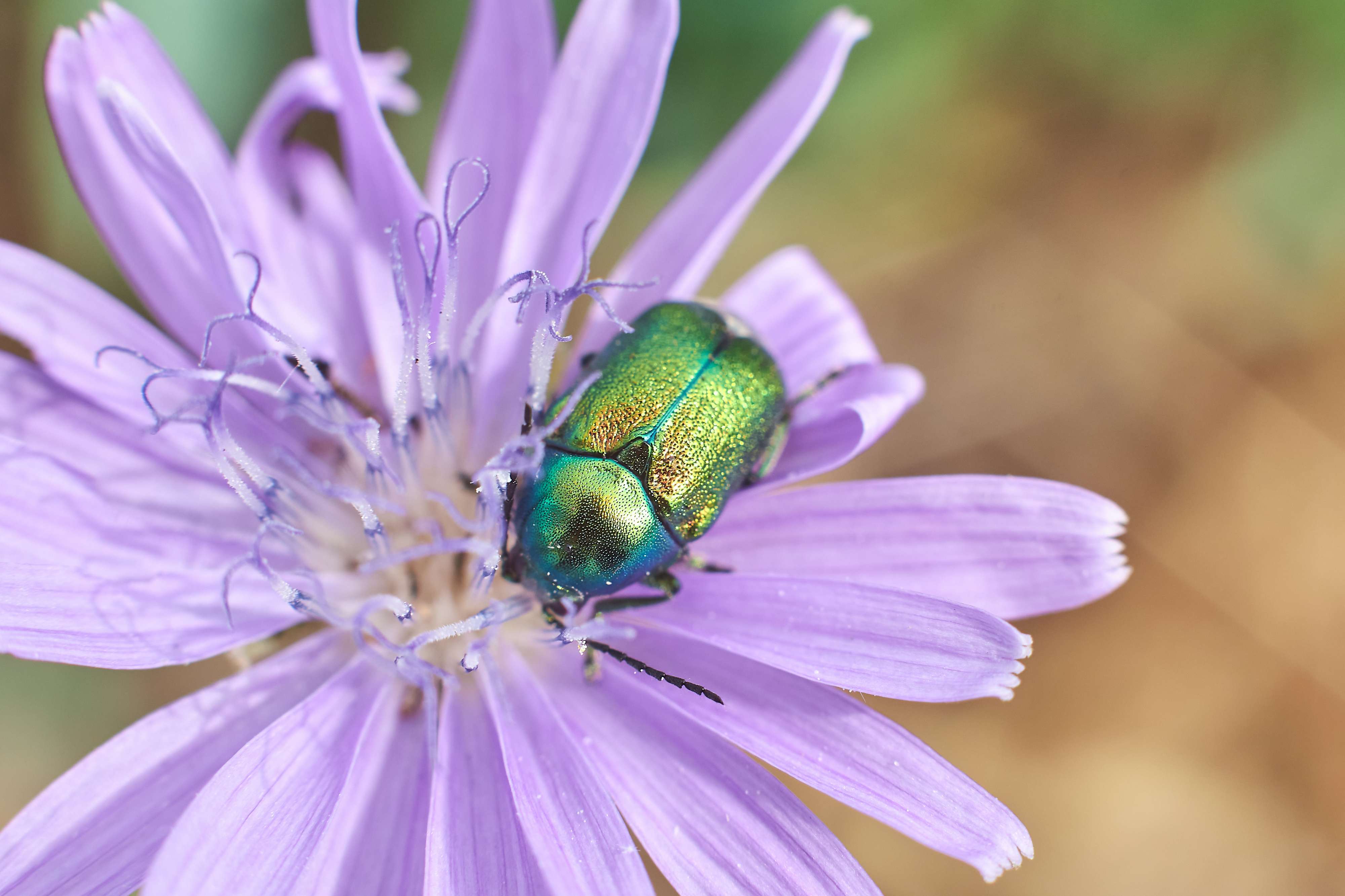 macro, volgograd, russia, wildlife, , Павел Сторчилов