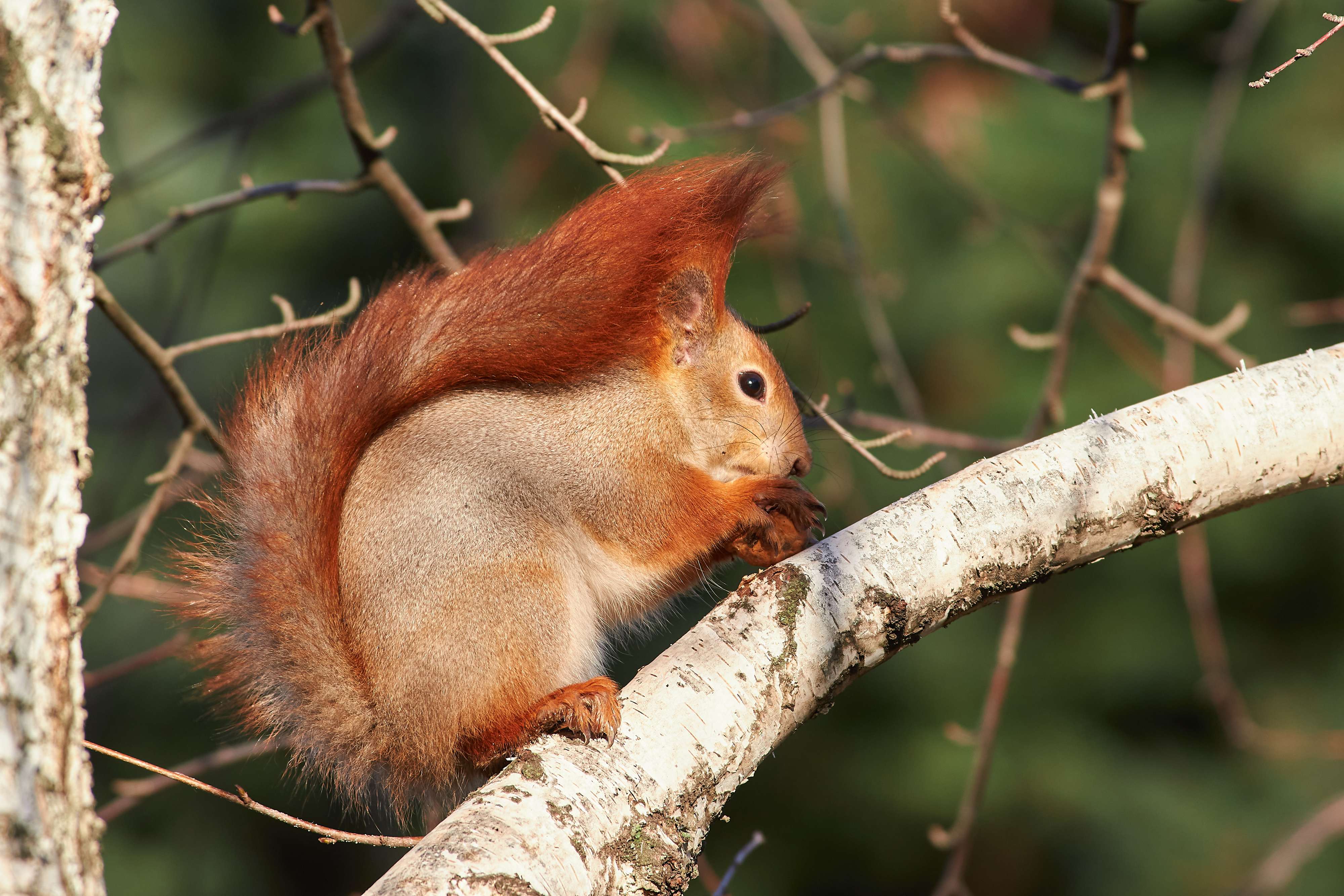 squirrel, volgograd, russia, , Павел Сторчилов