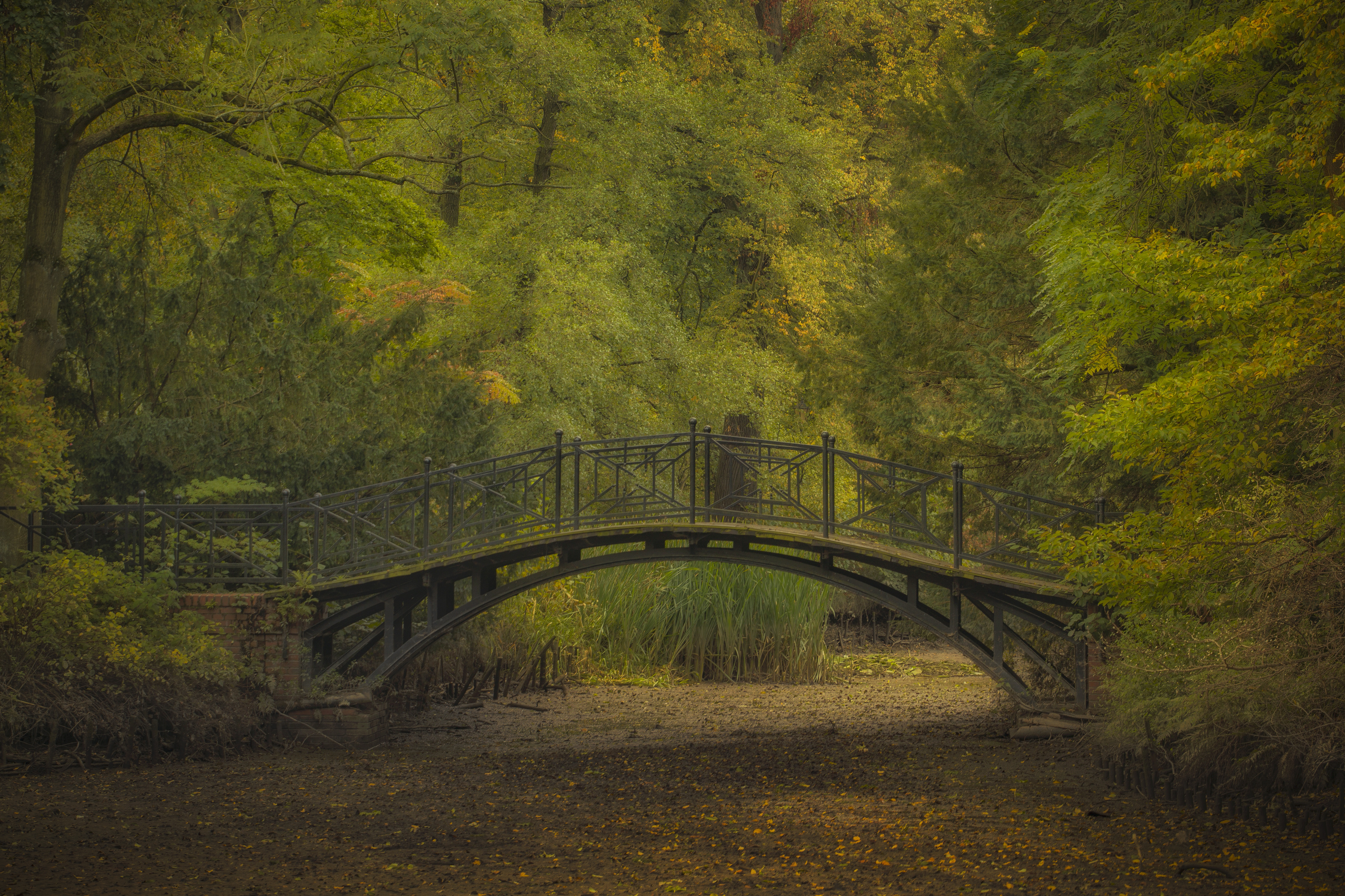 Autumn, Nature, Bridge, Tree, Lake, Leaf, Water, Plant, Pszczyna, Park, Damian Cyfka