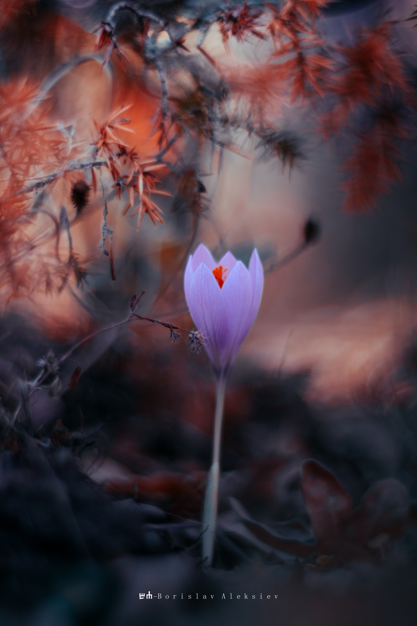 forest,nature,light,dark,tree,orange,sunlight,exterior,flower,orange,autumn,, Алексиев Борислав