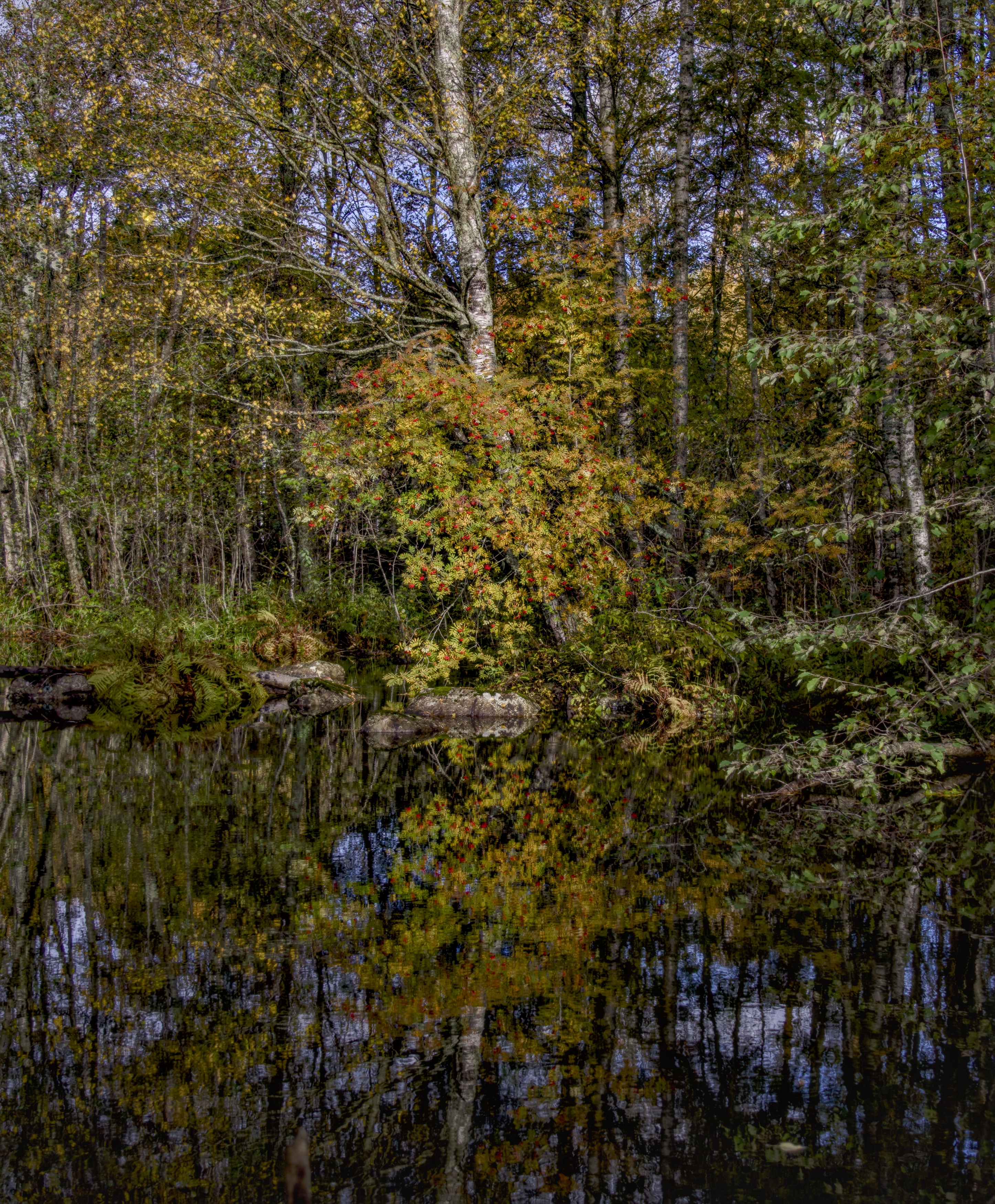 река вода рябина осень, Шишпанов Игорь