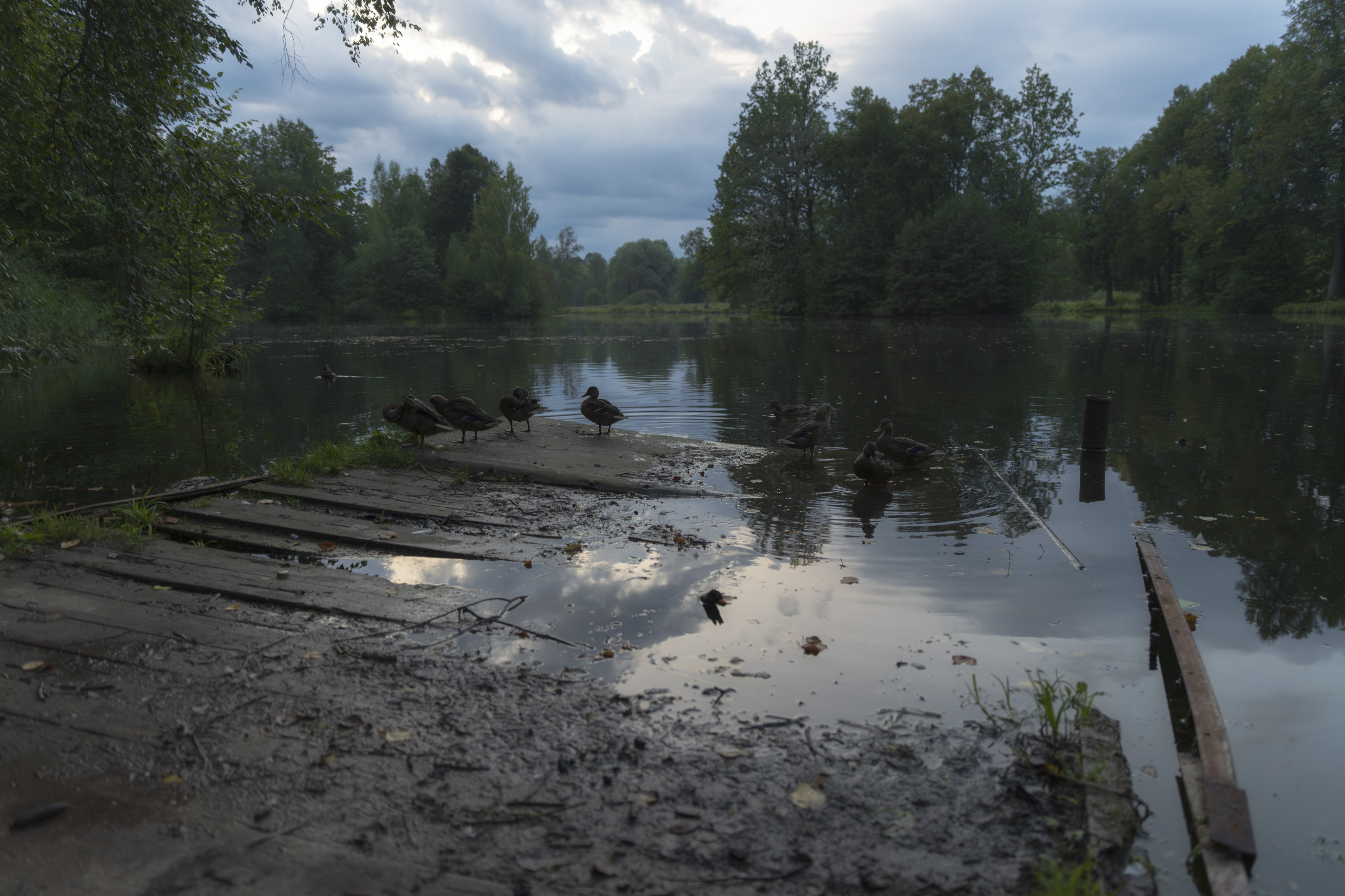 pond, forest, landscape, duck, twilight, landscape, nature,, Бугримов Егор