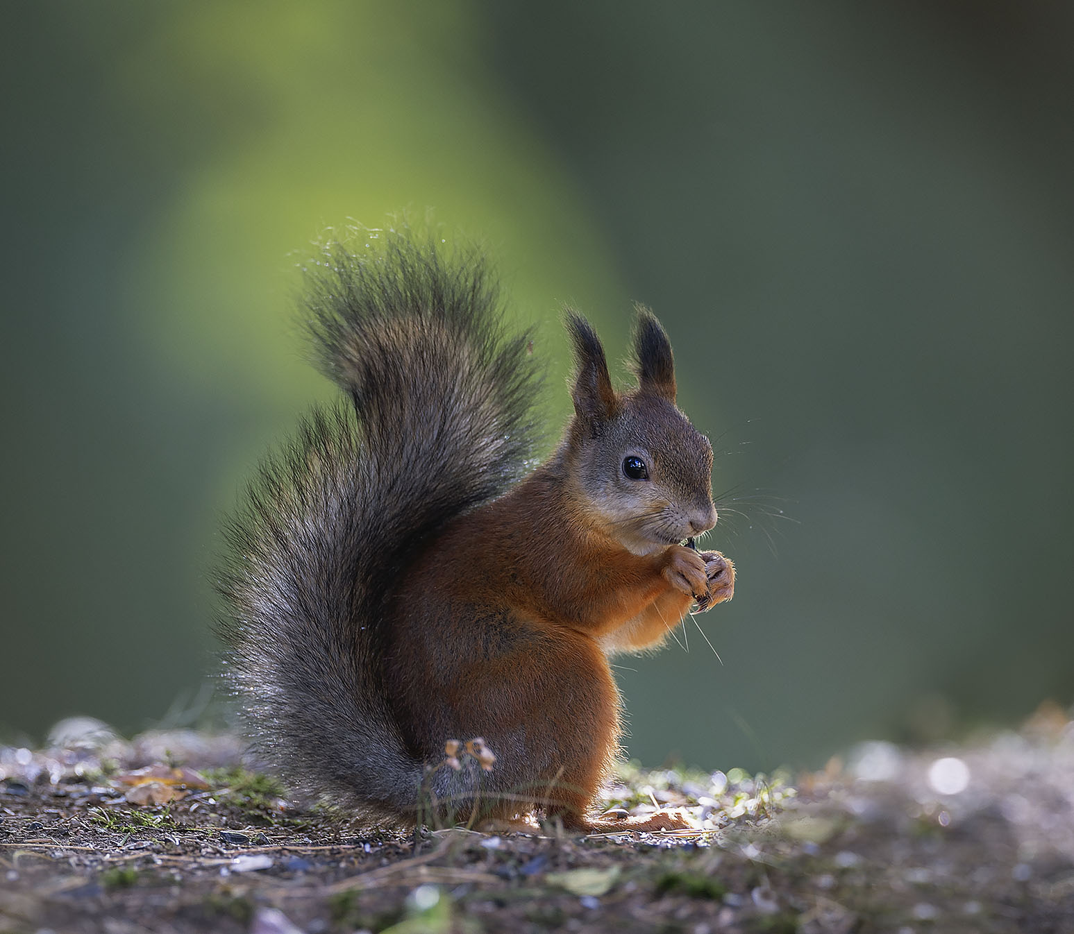 белка, красотка, лес,squirrel, beautiful, forest, nature, Стукалова Юлия