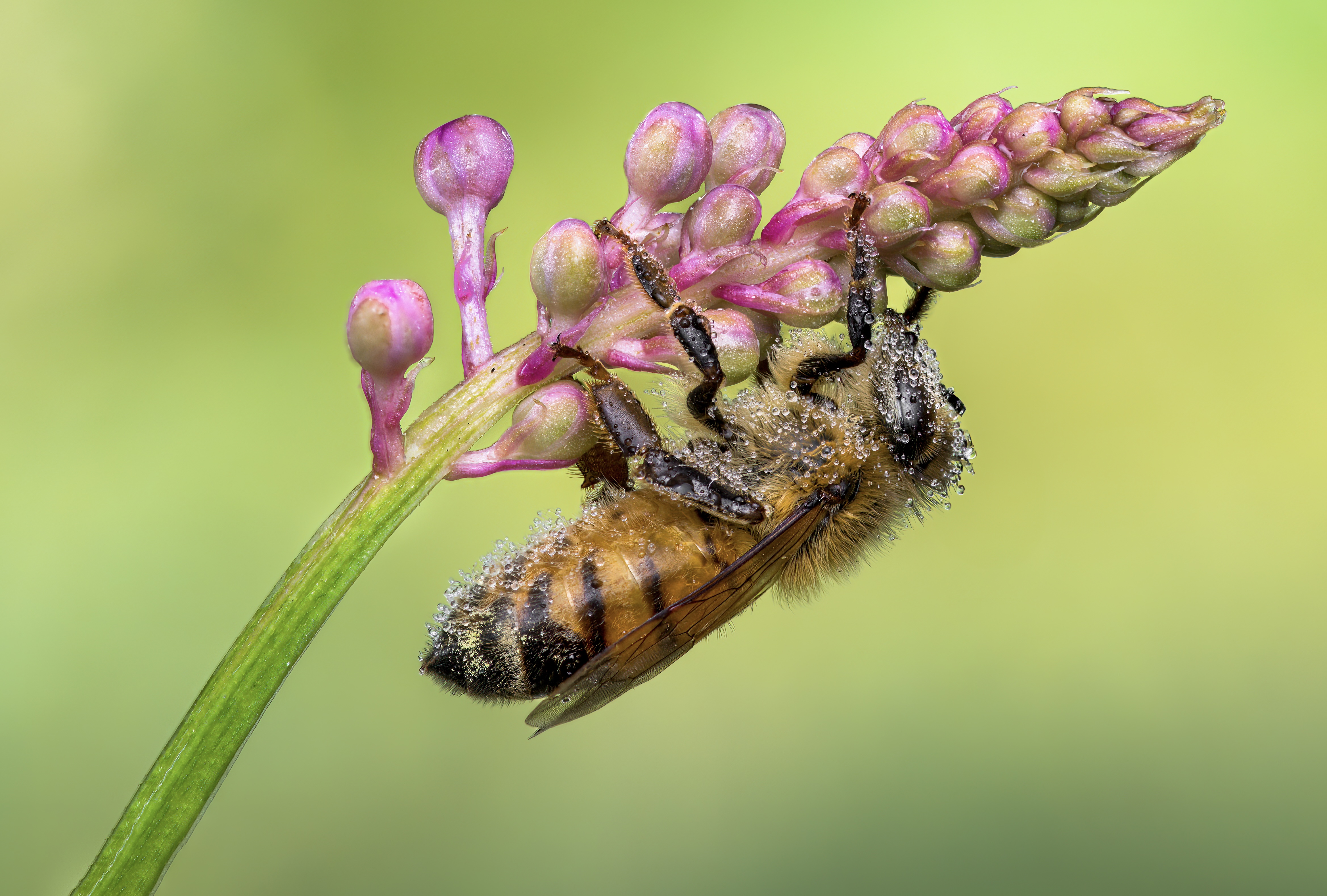 bee, honeybee, bumblebee, insect, fall, autumn, stink bug, macro, leaves, season, seasons, camouflage, camouflaged, flower, floral, pink, Atul Saluja