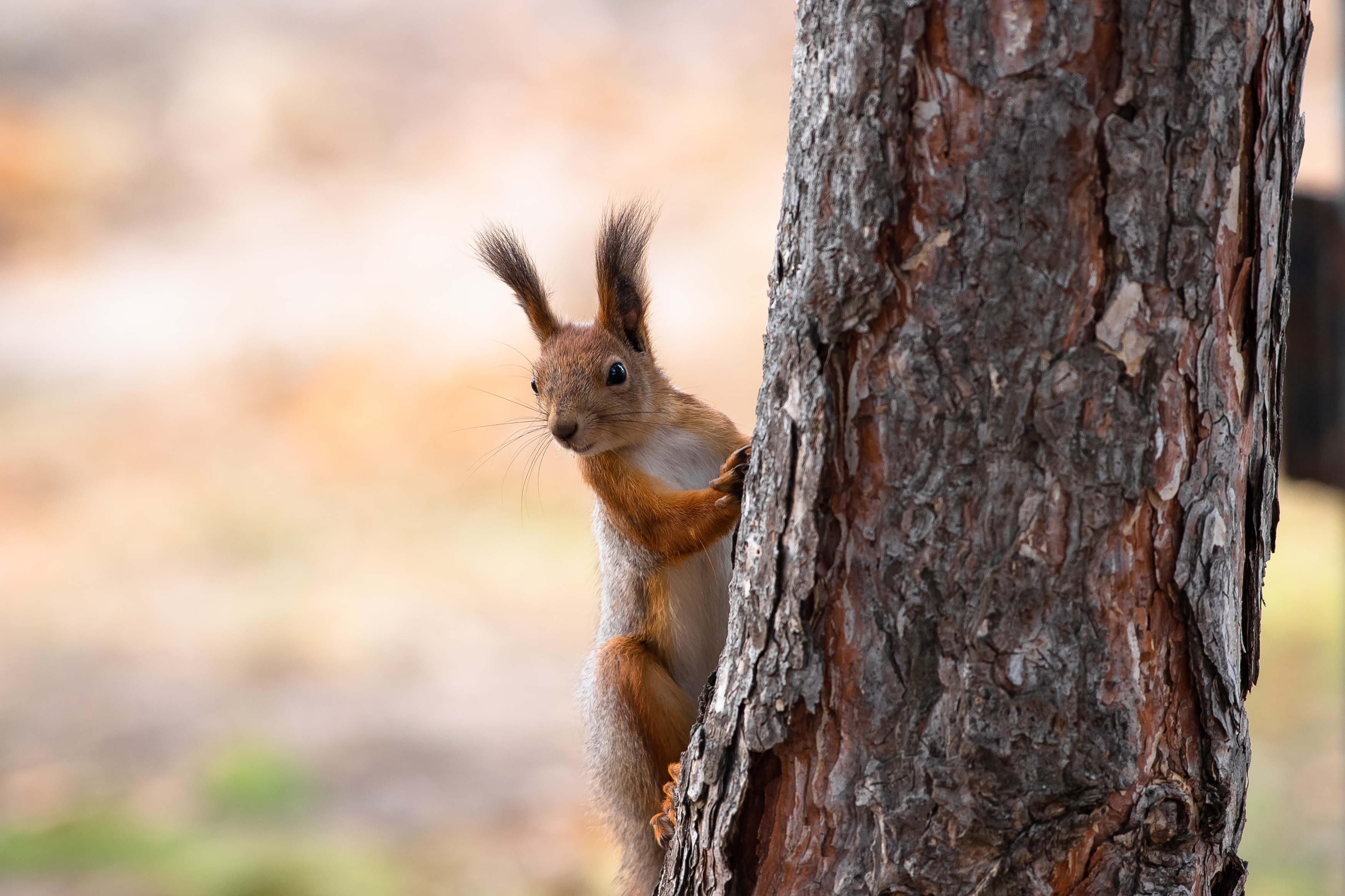 squirrel, volgograd, russia, , Павел Сторчилов