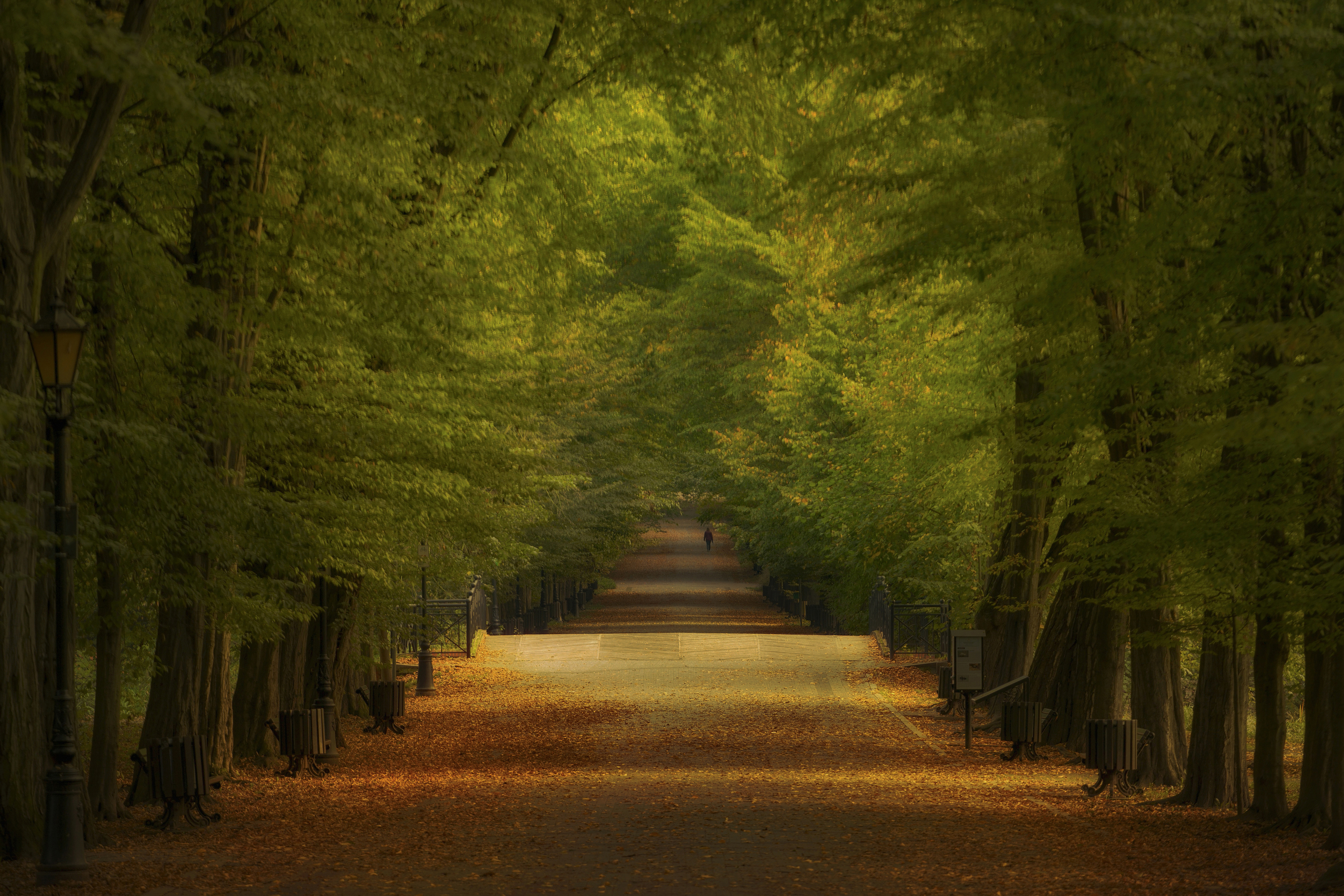 Horizontal, Photography, Tree, Nature, Autumn, Nature, Day, Tranquility, Forest, Leaf, Park, Pszczyna, Alley, Damian Cyfka