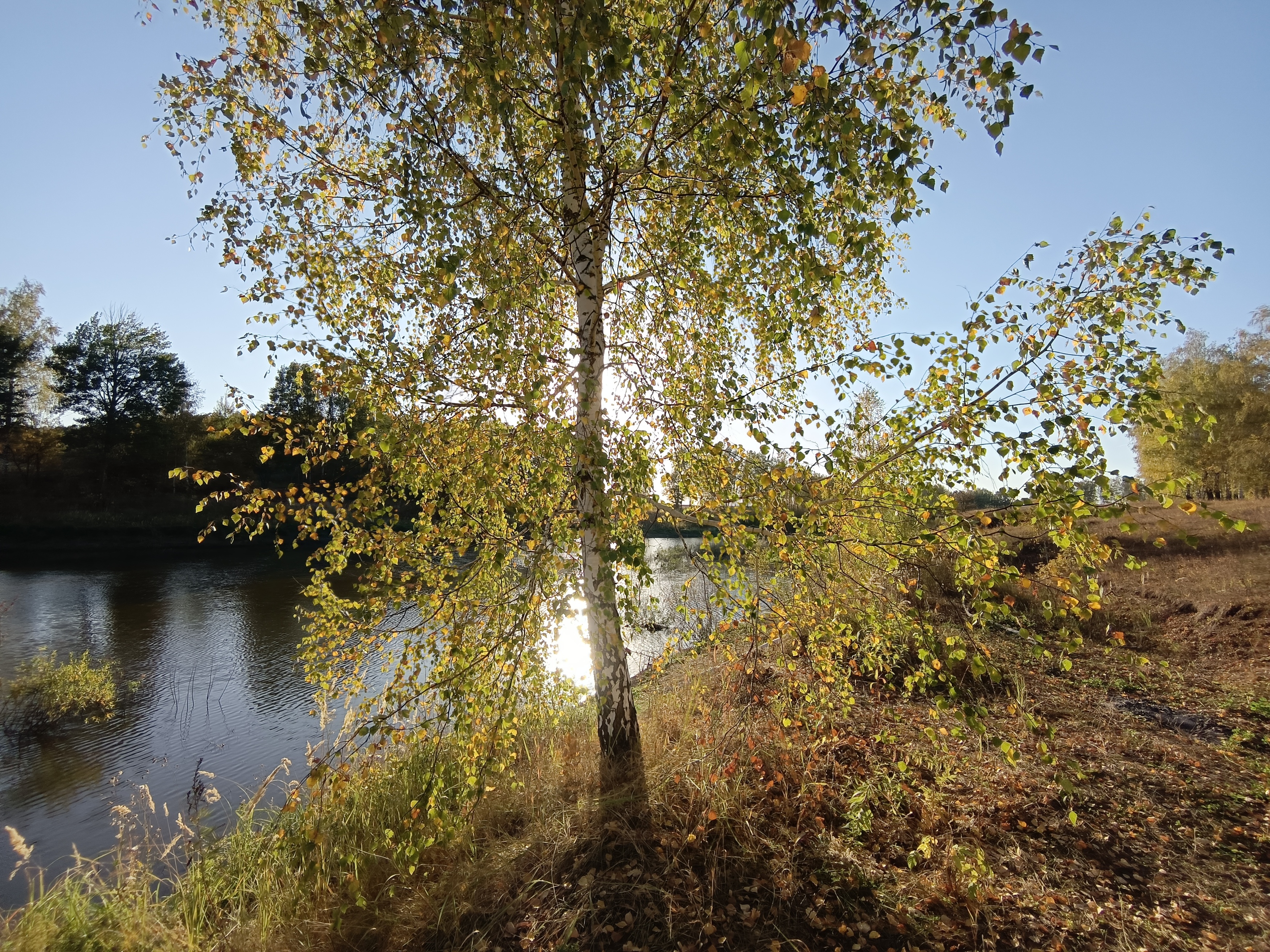 , Кондрашова Светлана