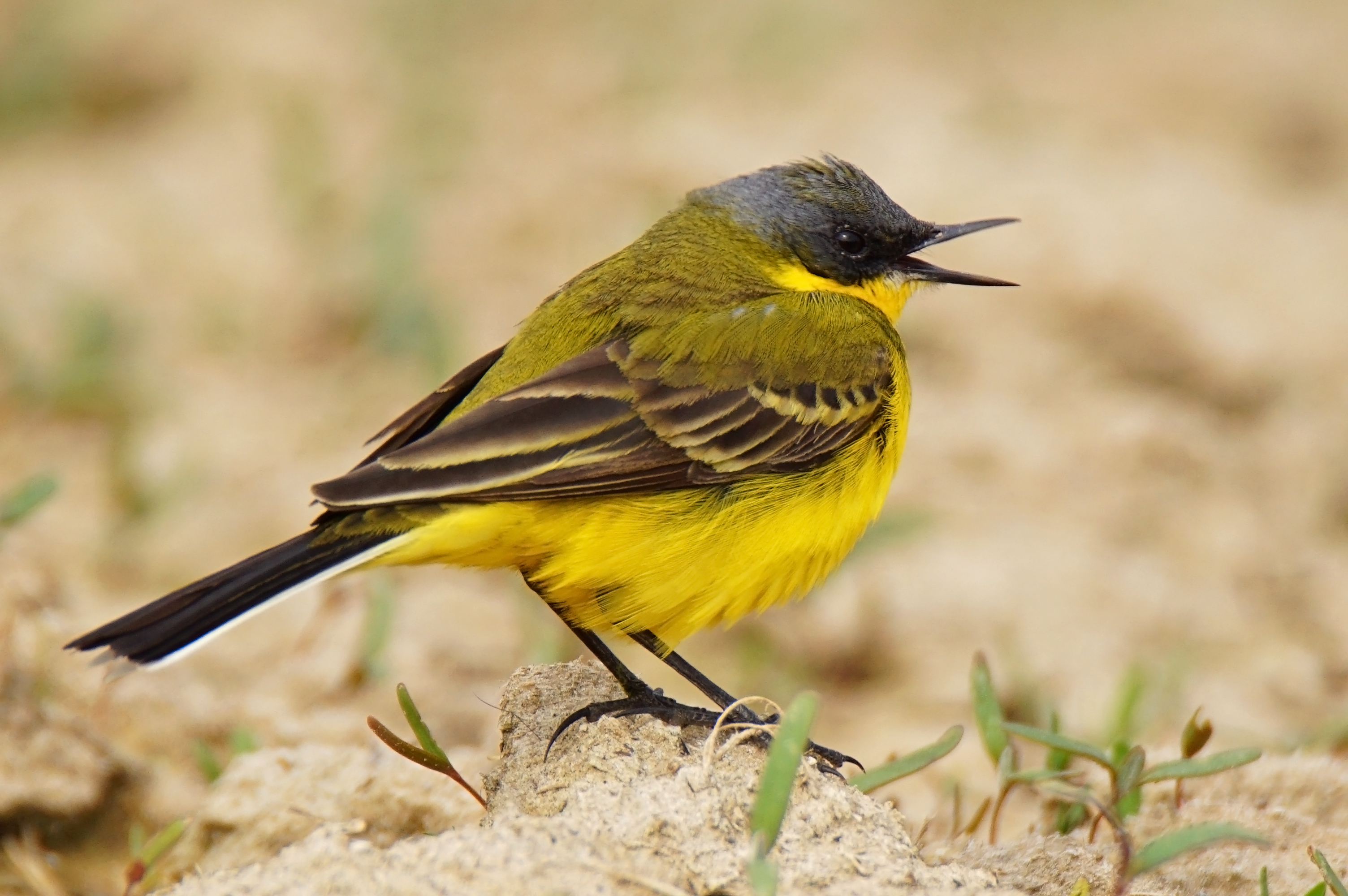 трясогузка, птицы, фотоохота, природа, motacilla flava, birds, nature, birdwatching, Пётр Калачев