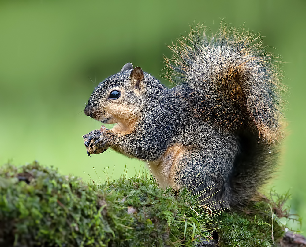 белка, squirrel, лисья белка, fox squirrel, животные, animals,  дикие животные, Etkind Elizabeth