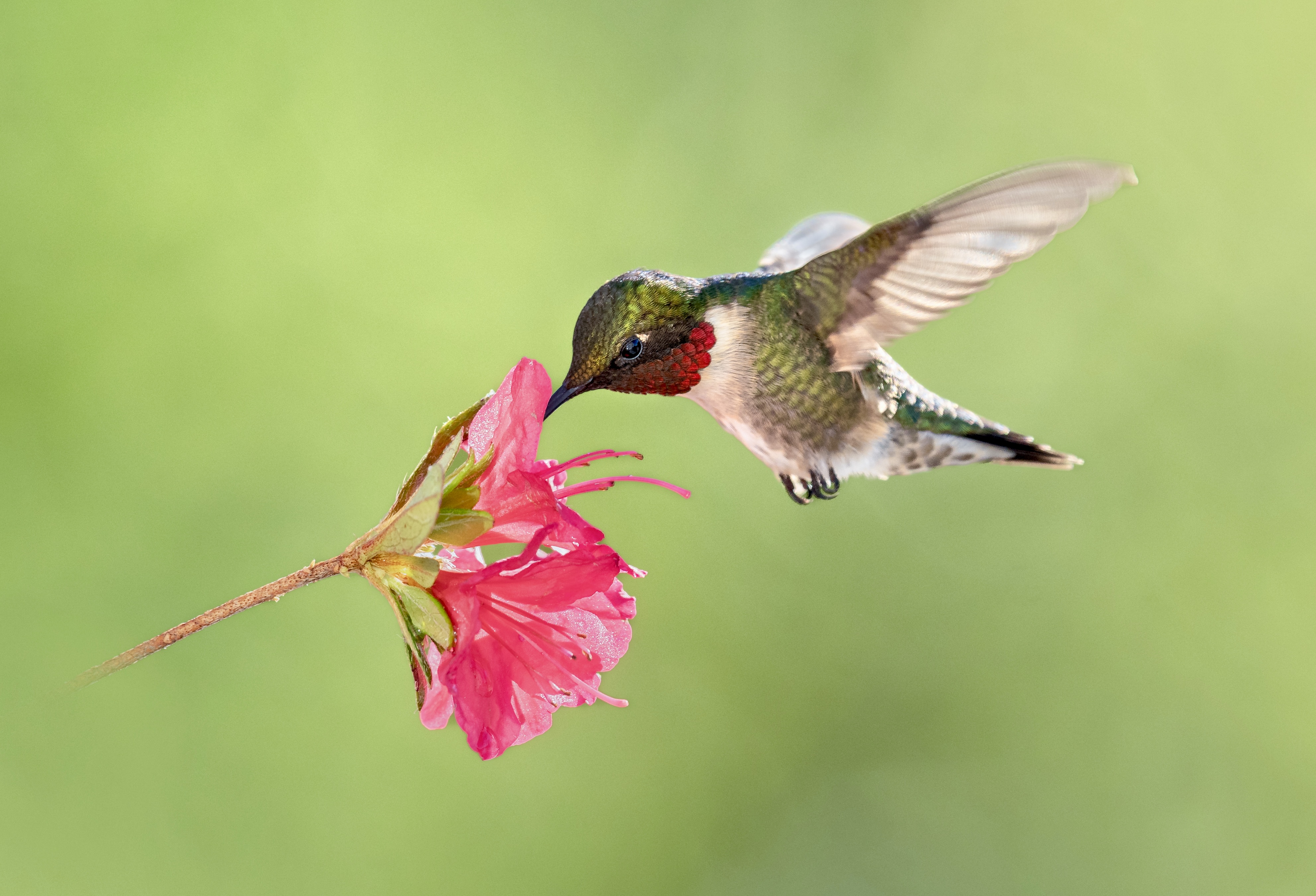 bird, humming, hummingbird, hummingbirds, hummer, rufous, nature, animals, wild, action, dynamic, Atul Saluja