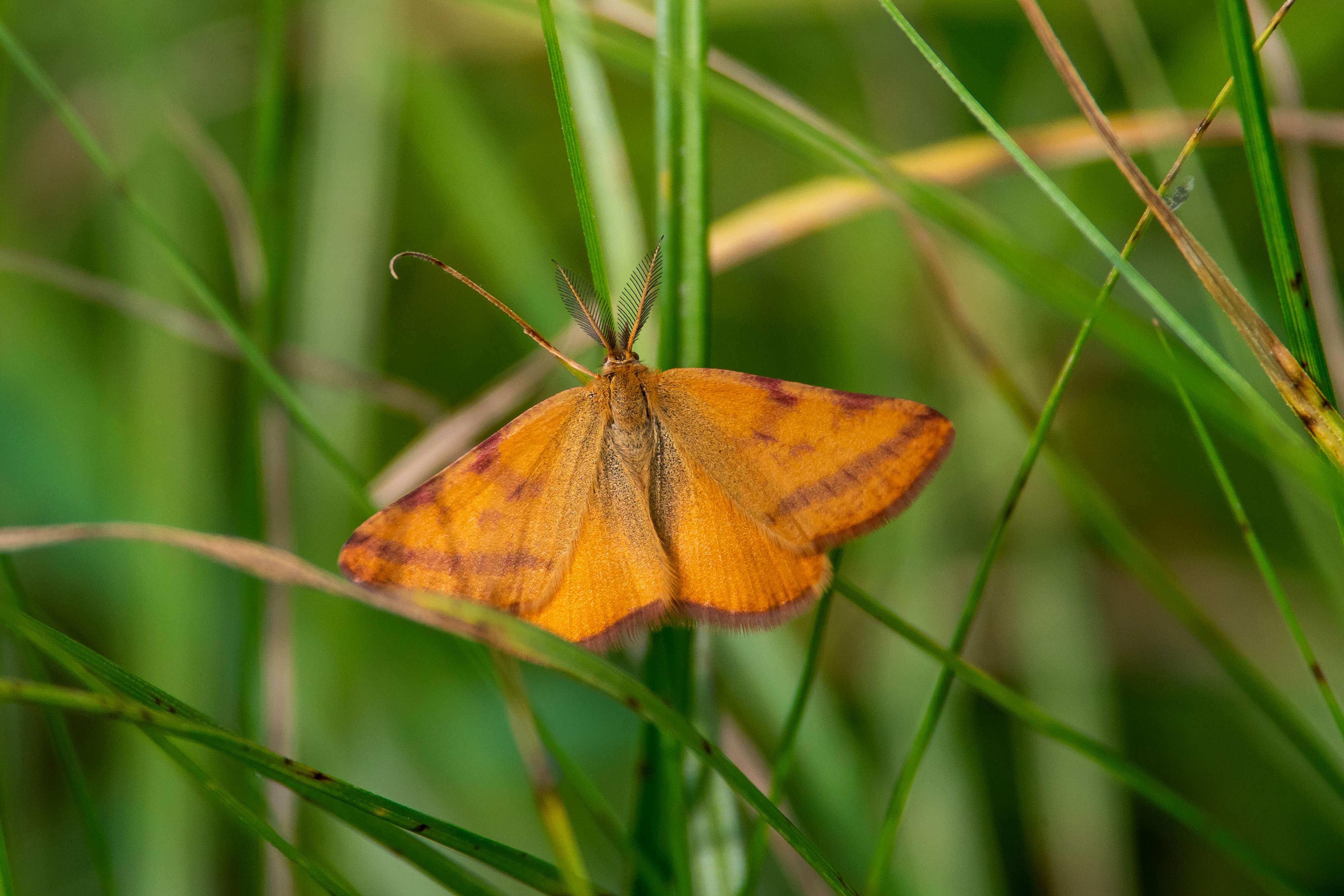 buttefly, volgograd, russia, wildlife, , Павел Сторчилов