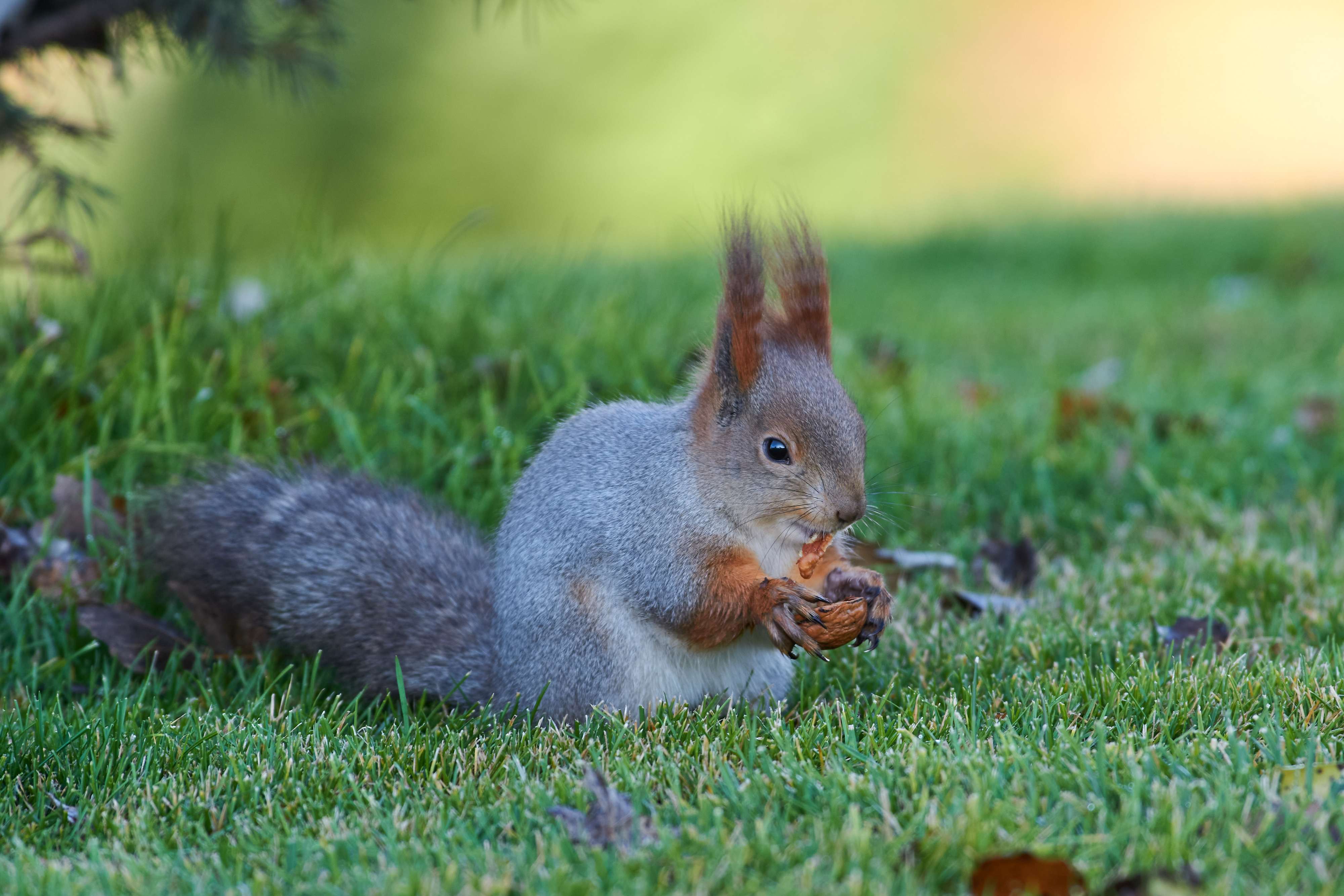 squirrel, volgograd, russia, , Павел Сторчилов