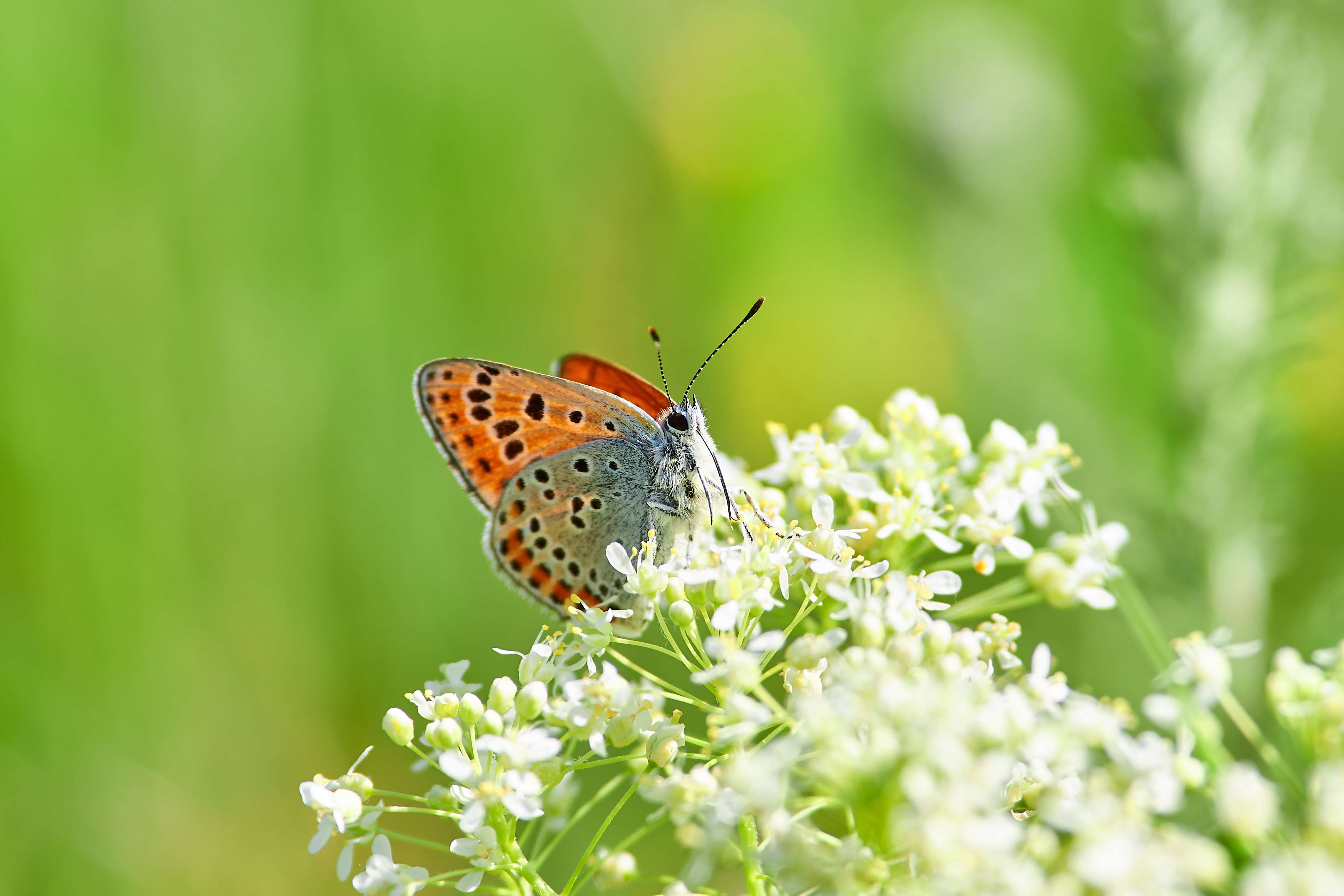 butterfly, volgograd, russia, wildlife, , Павел Сторчилов