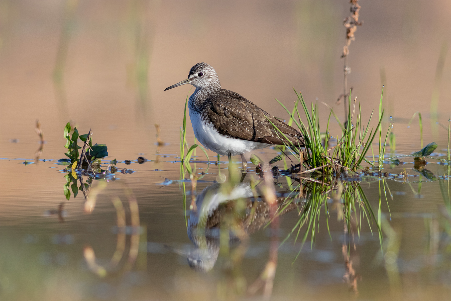 Черныш, кулик, птицы, фотоохота, birds, tringaochropus, , Павел Краснослободцев