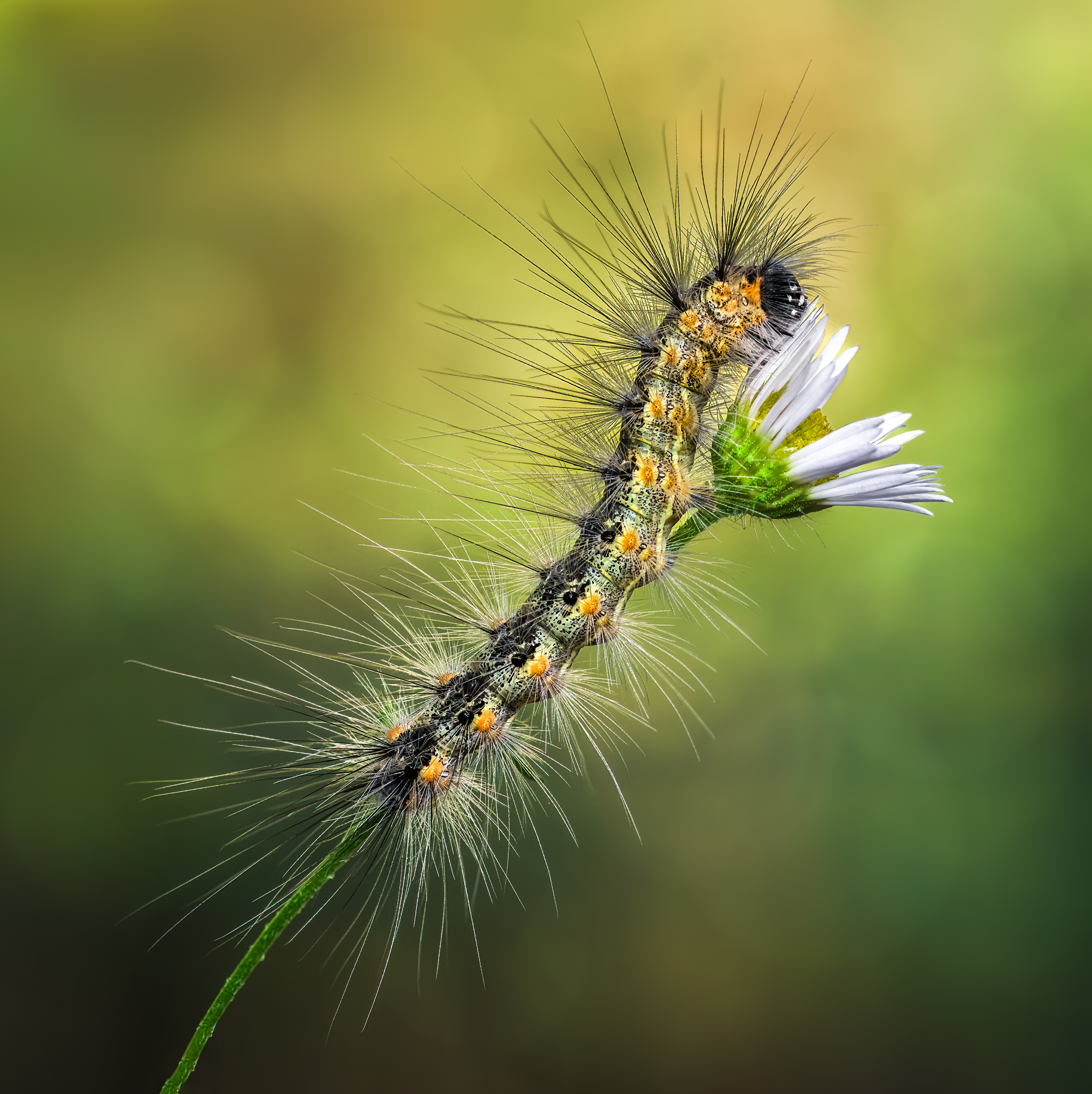 worm, caterpillar, silkworm, leaf, daisy, flower, autumn, summer, nature, green, macro,, Atul Saluja