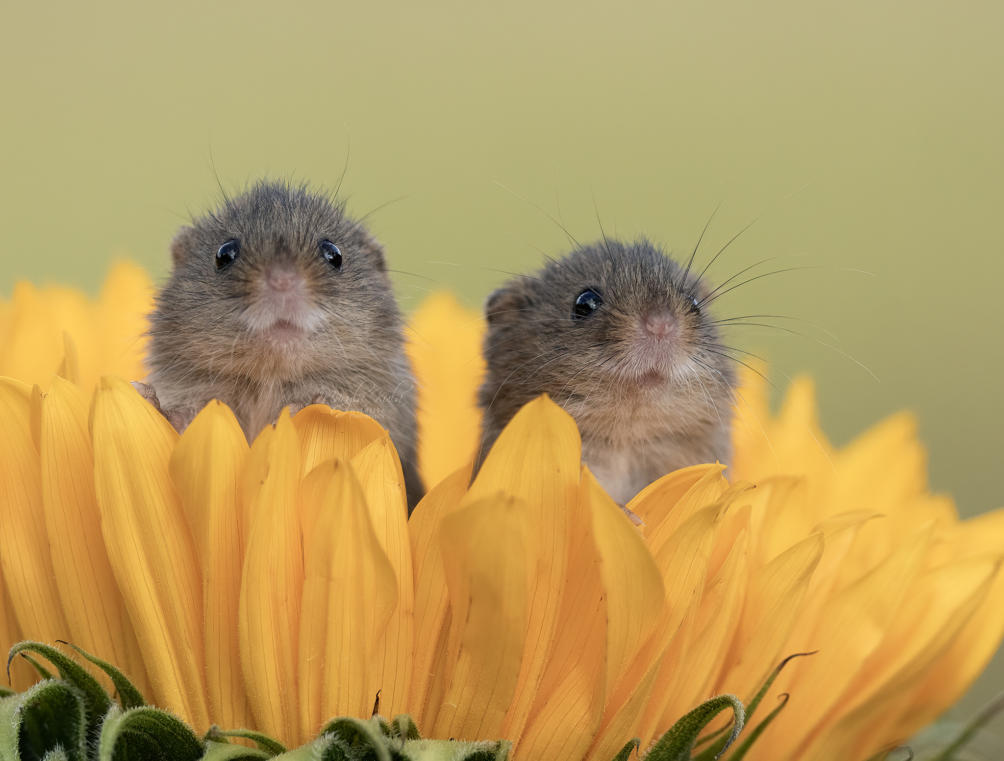 harvest mouse, mouse, rodent, animals, nature, wildlife, canon, MARIA KULA